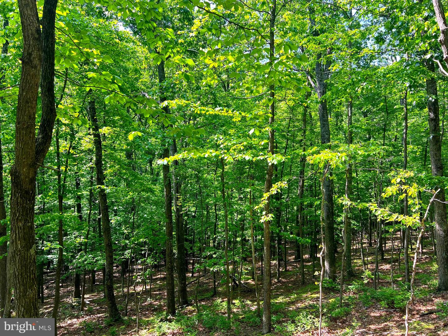 Tr #13 Sec #14 High Knob Rd Property Photo 17