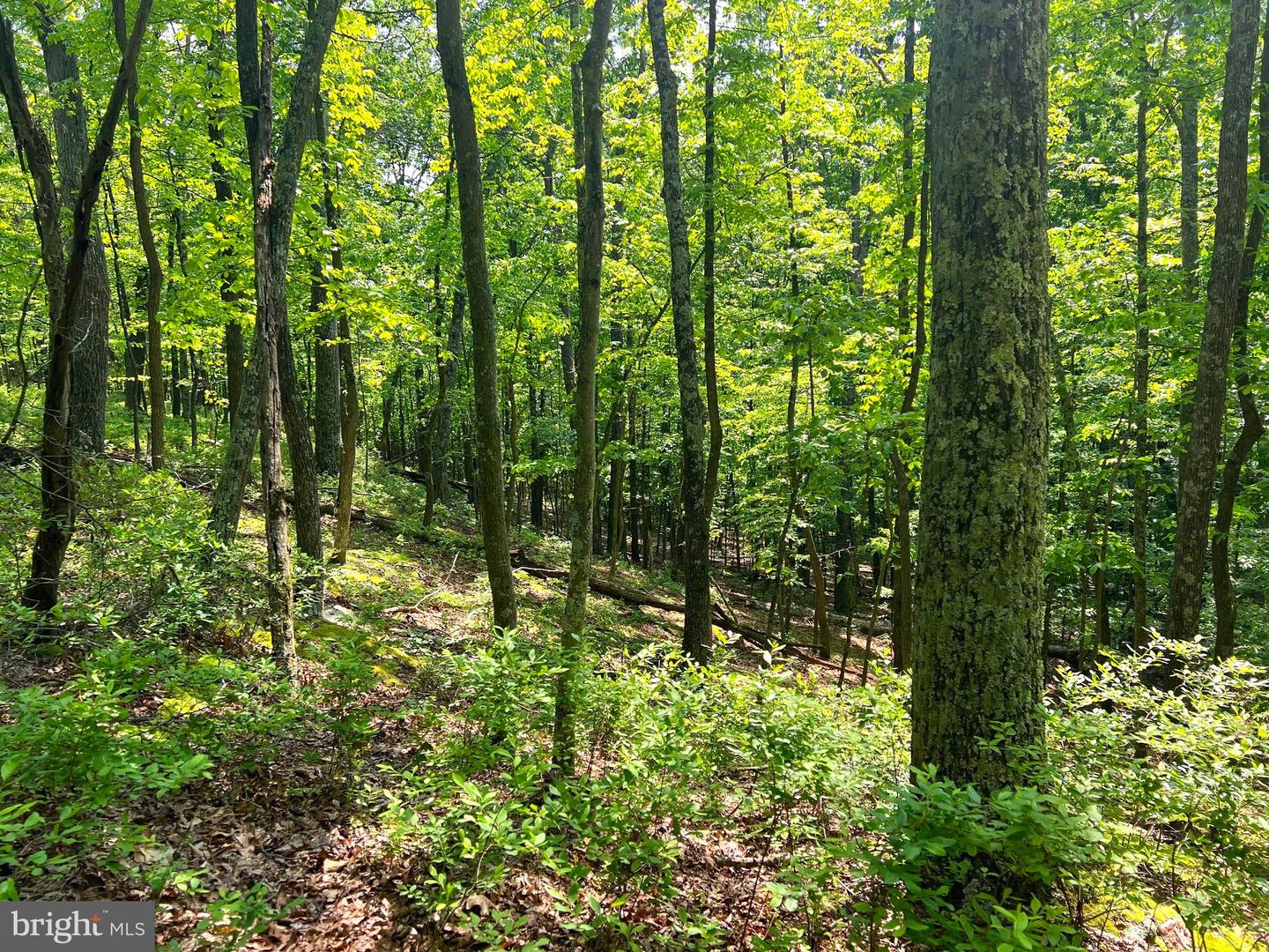 Tr #13 Sec #14 High Knob Rd Property Photo 18