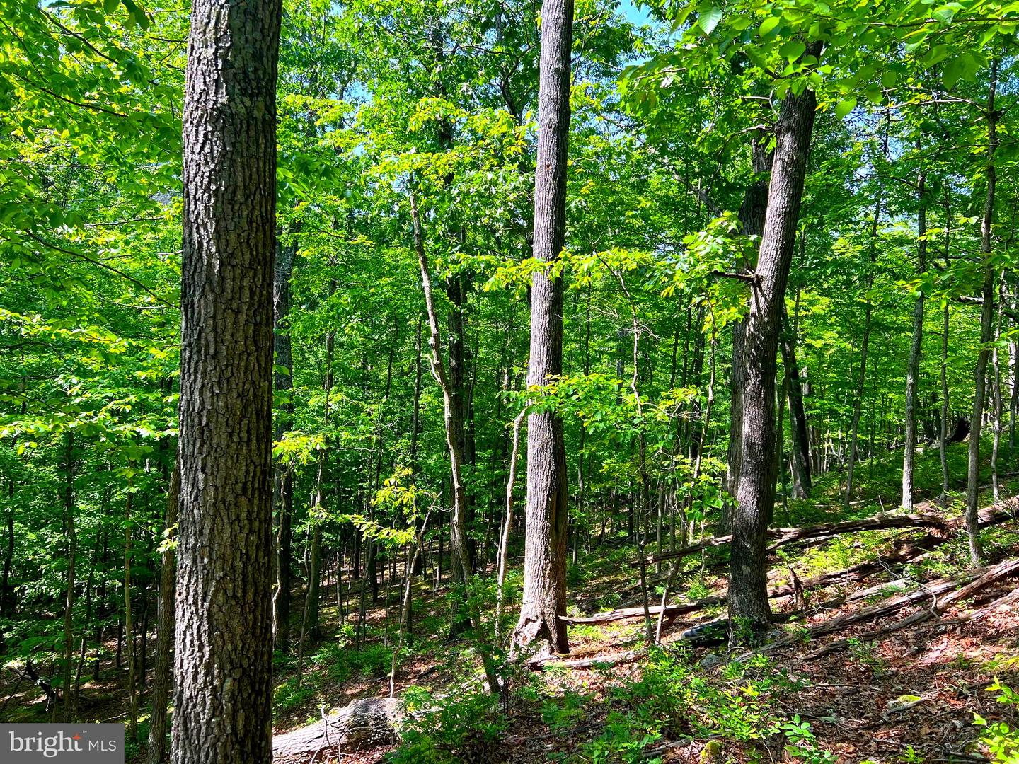 Tr #13 Sec #14 High Knob Rd Property Photo 19