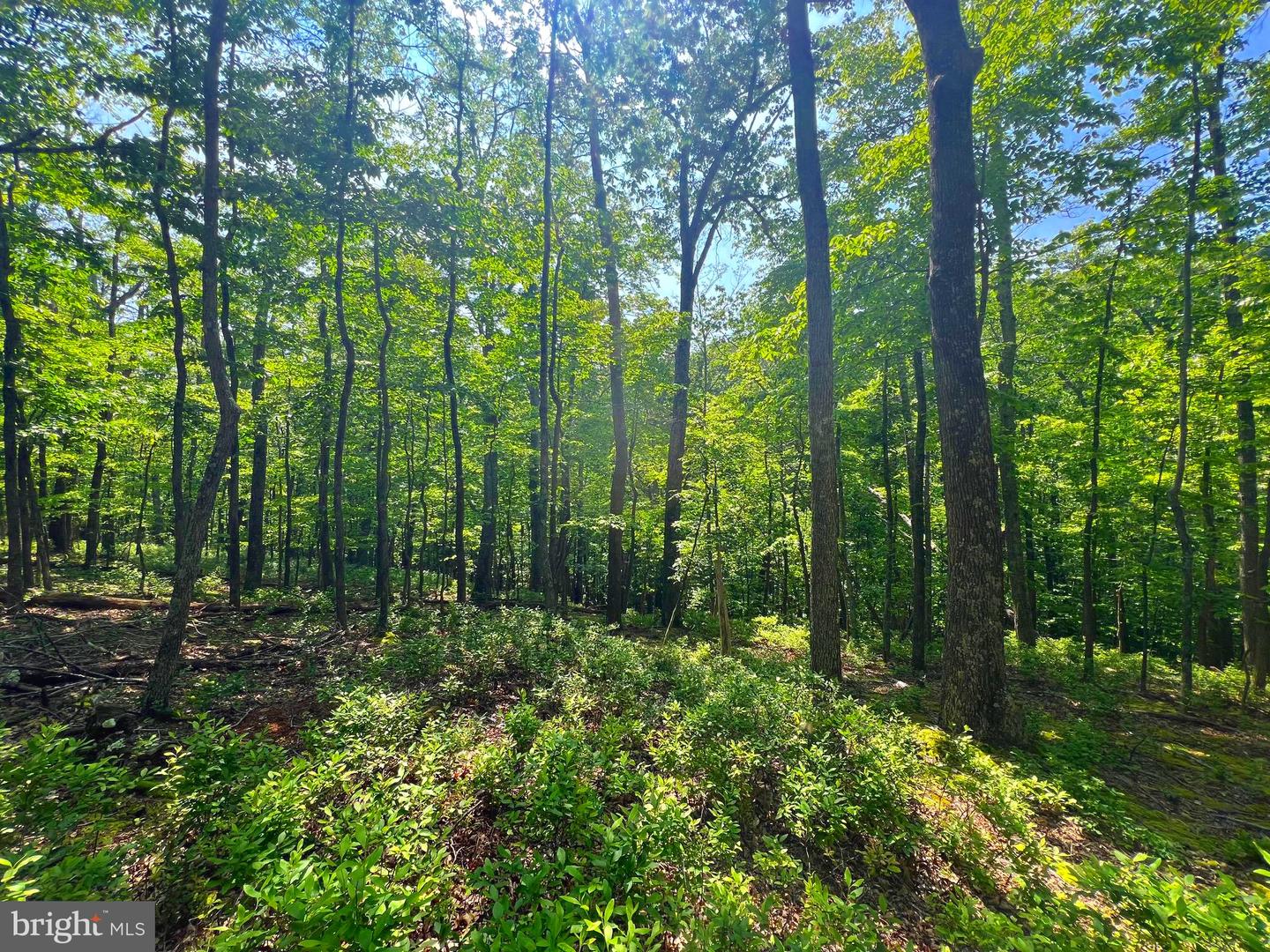 Tr #13 Sec #14 High Knob Rd Property Photo 20