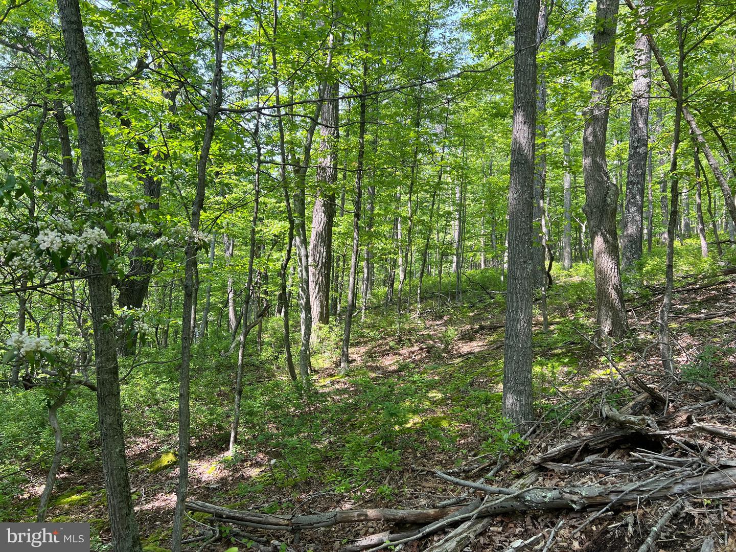 Tr #13 Sec #14 High Knob Rd Property Photo 21
