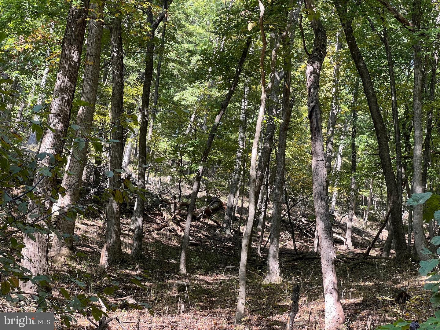 1604 High Knob Rd Property Photo 92