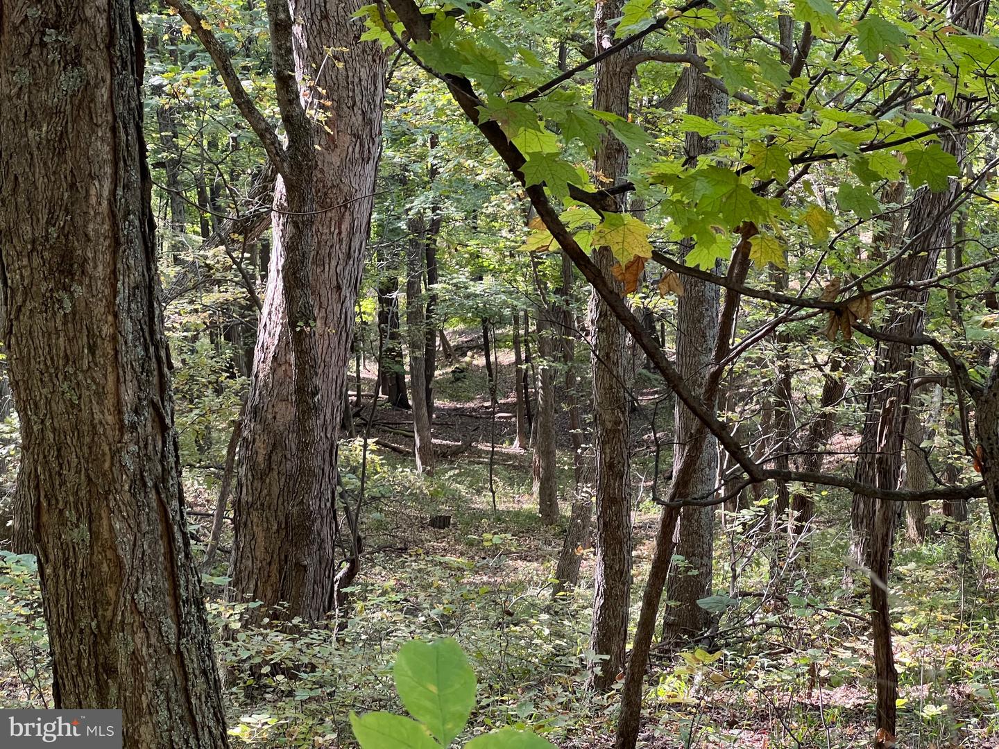 1604 High Knob Rd Property Photo 93