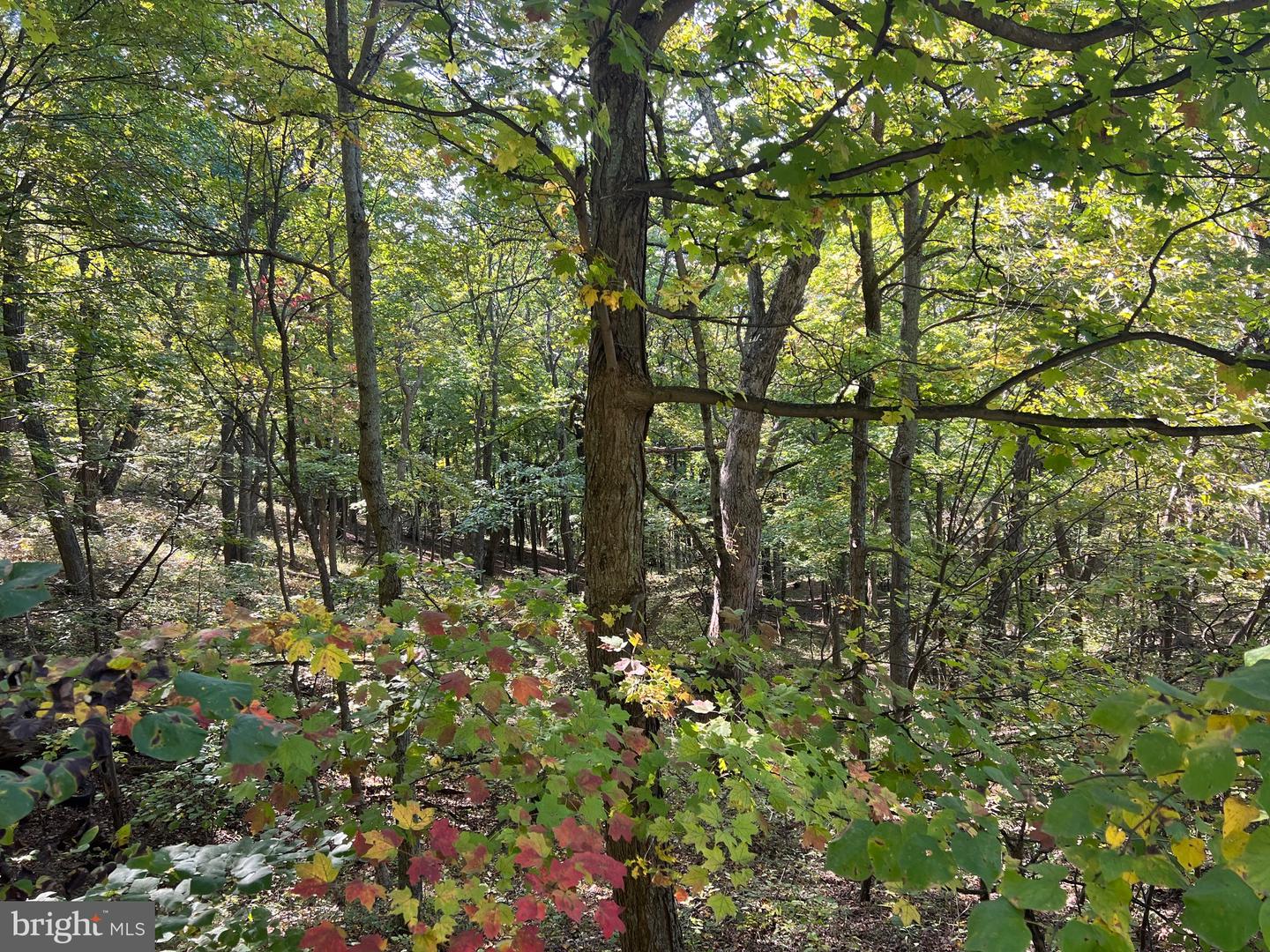 1604 High Knob Rd Property Photo 94