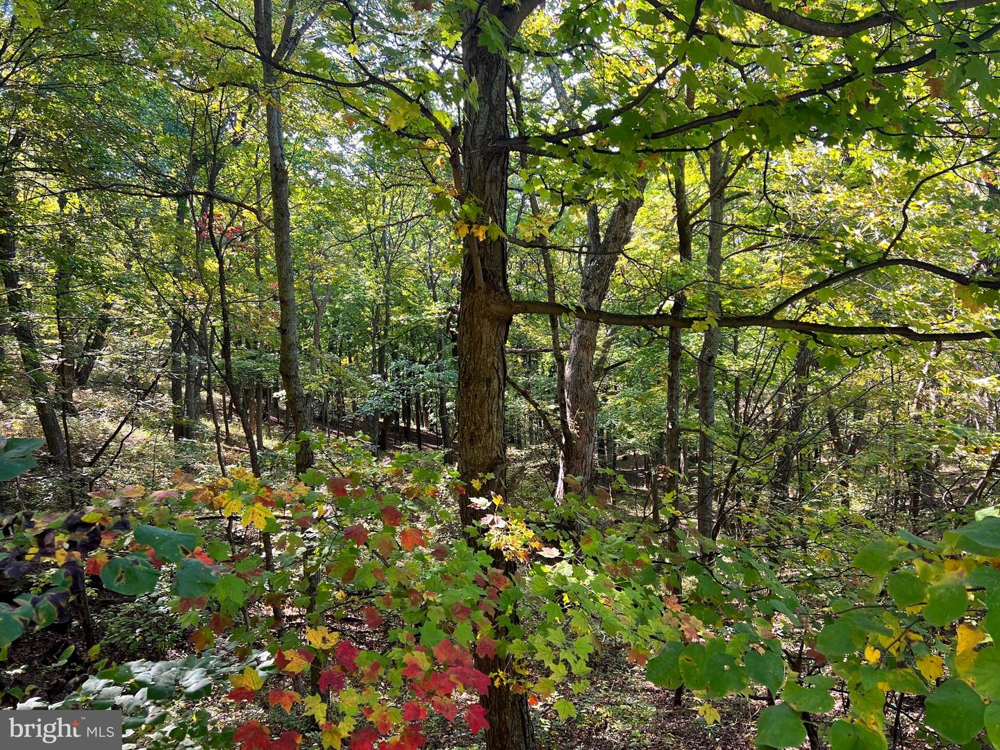 1604 High Knob Rd Property Photo 95