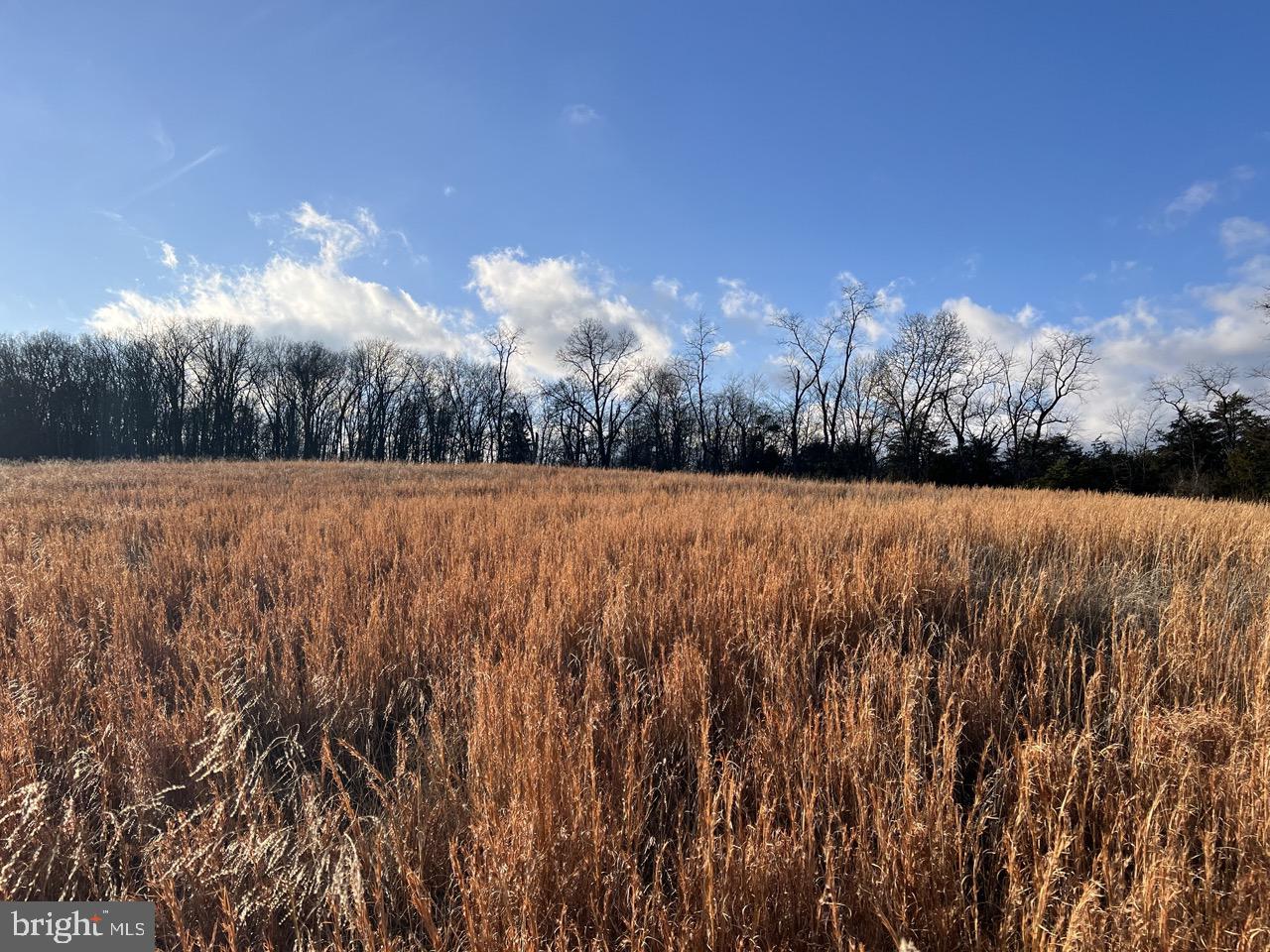 38.43 Acres Howard Sions Rd Property Photo 4