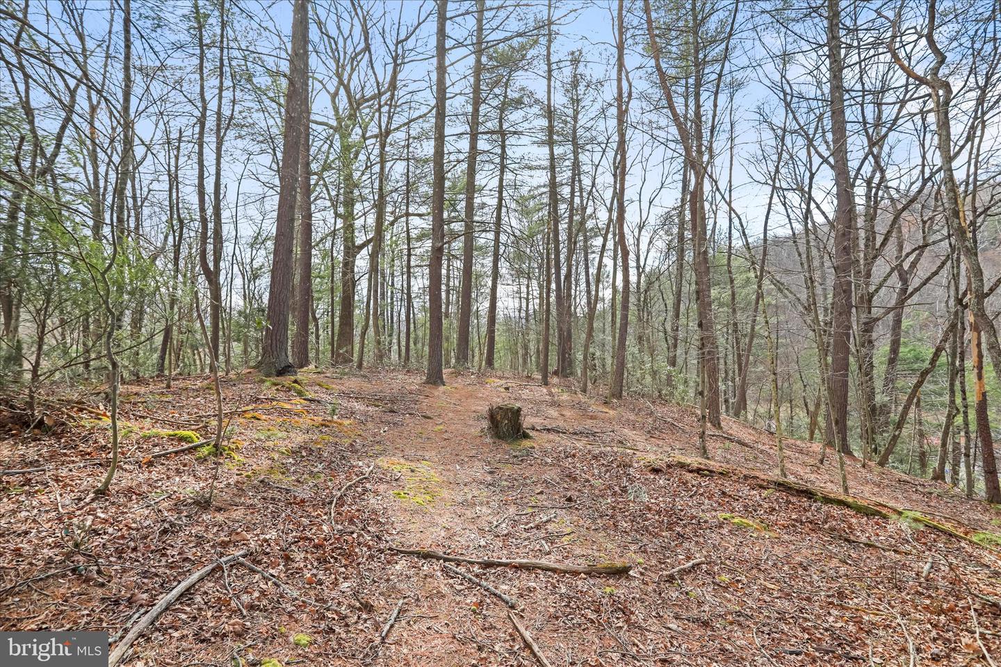 3699 Waites Run Rd Property Photo 22