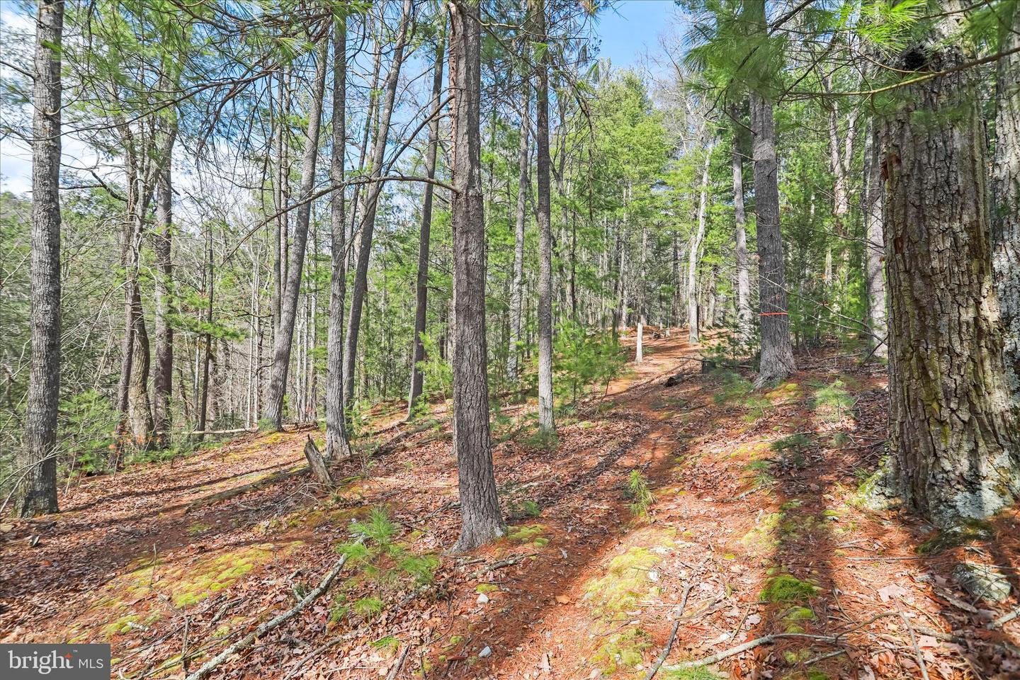 3699 Waites Run Rd Property Photo 23