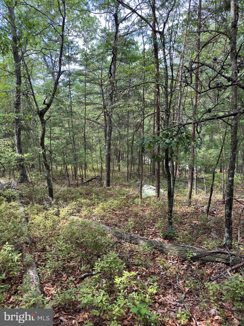 6 Ac Mountain Acres Loop Property Photo 11