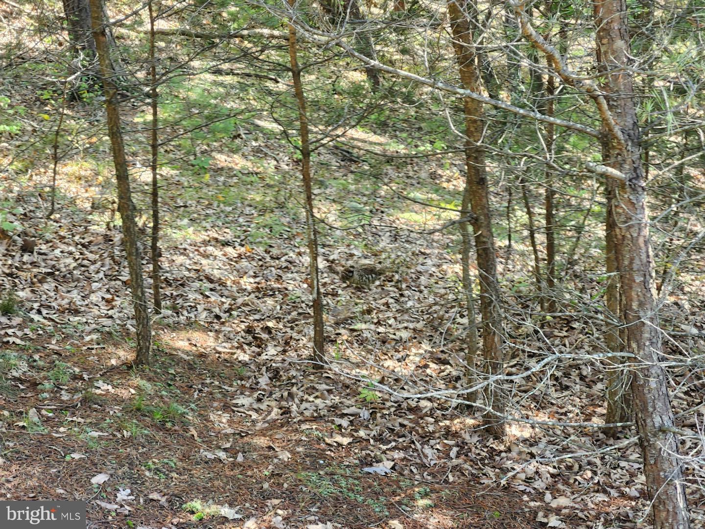 Grace Mountain Lane Property Photo 32