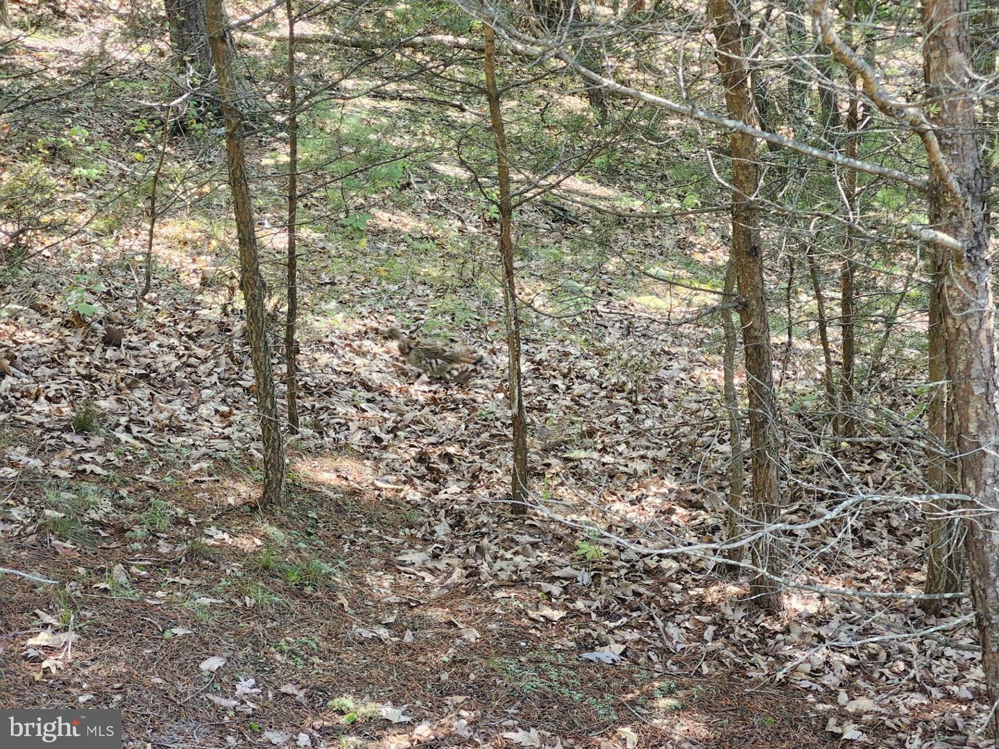 Grace Mountain Lane Property Photo 33