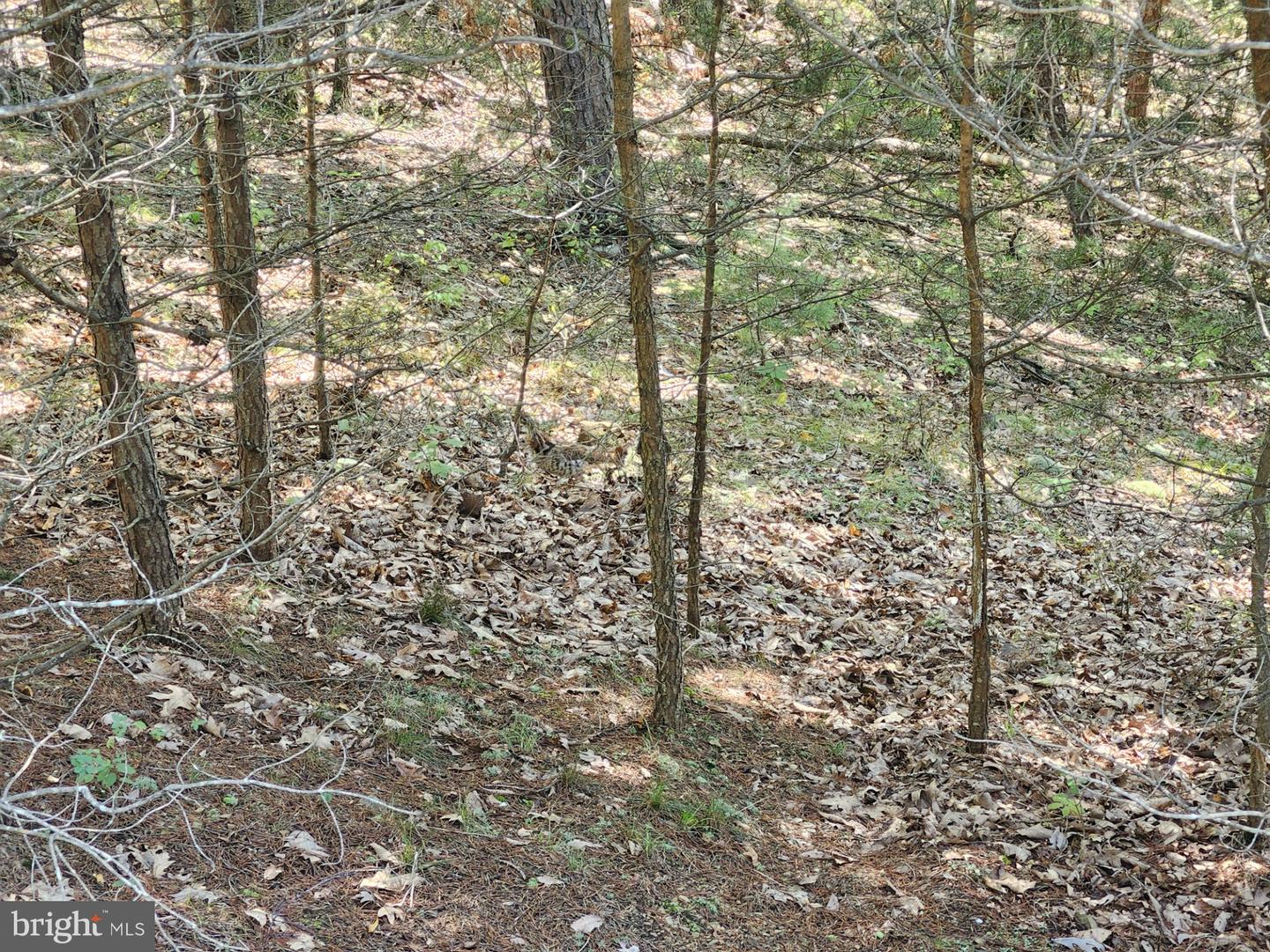 Grace Mountain Lane Property Photo 38