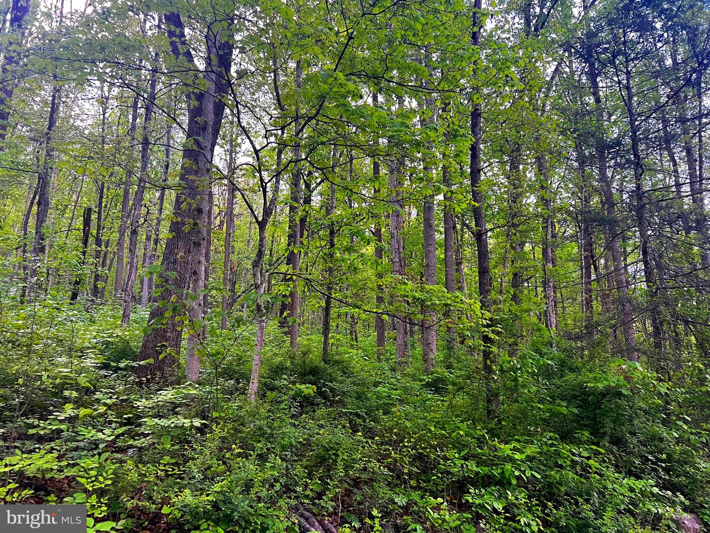 7 Dumpling Run Rd Property Photo 9