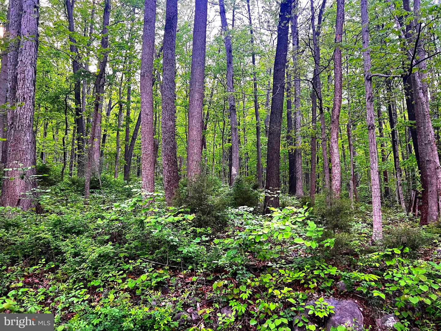7 Dumpling Run Rd Property Photo 18