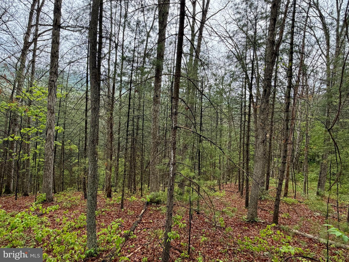 Lots 1 & 2 Trout Run Road Property Photo 4