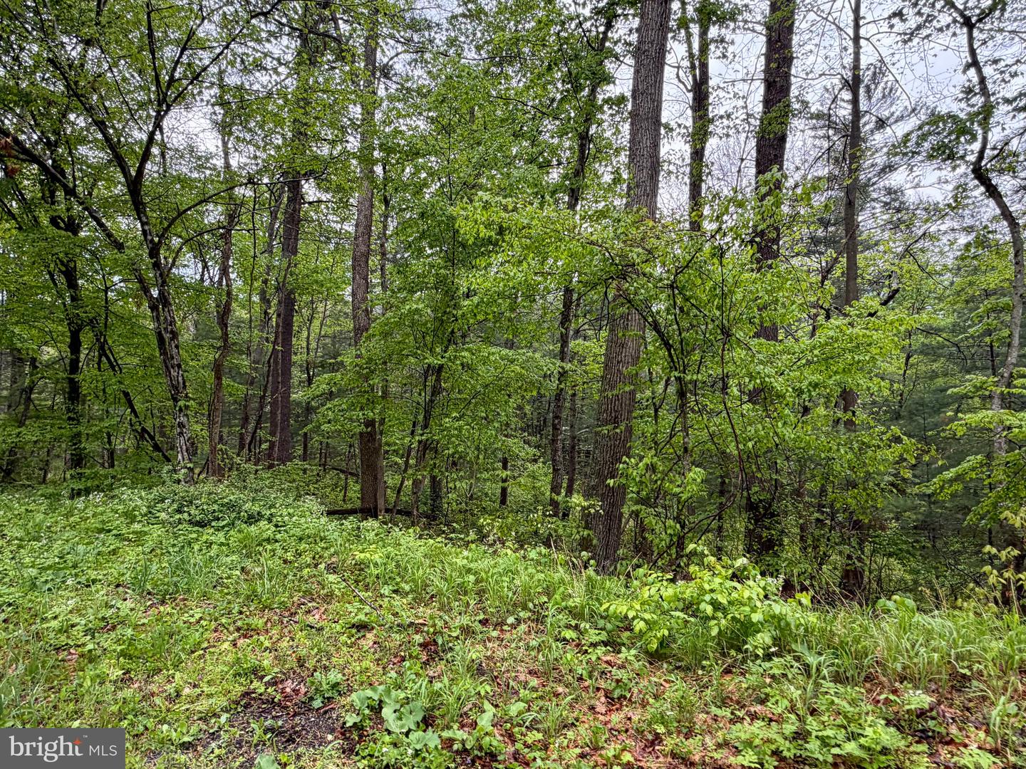 Lots 1 & 2 Trout Run Road Property Photo 9