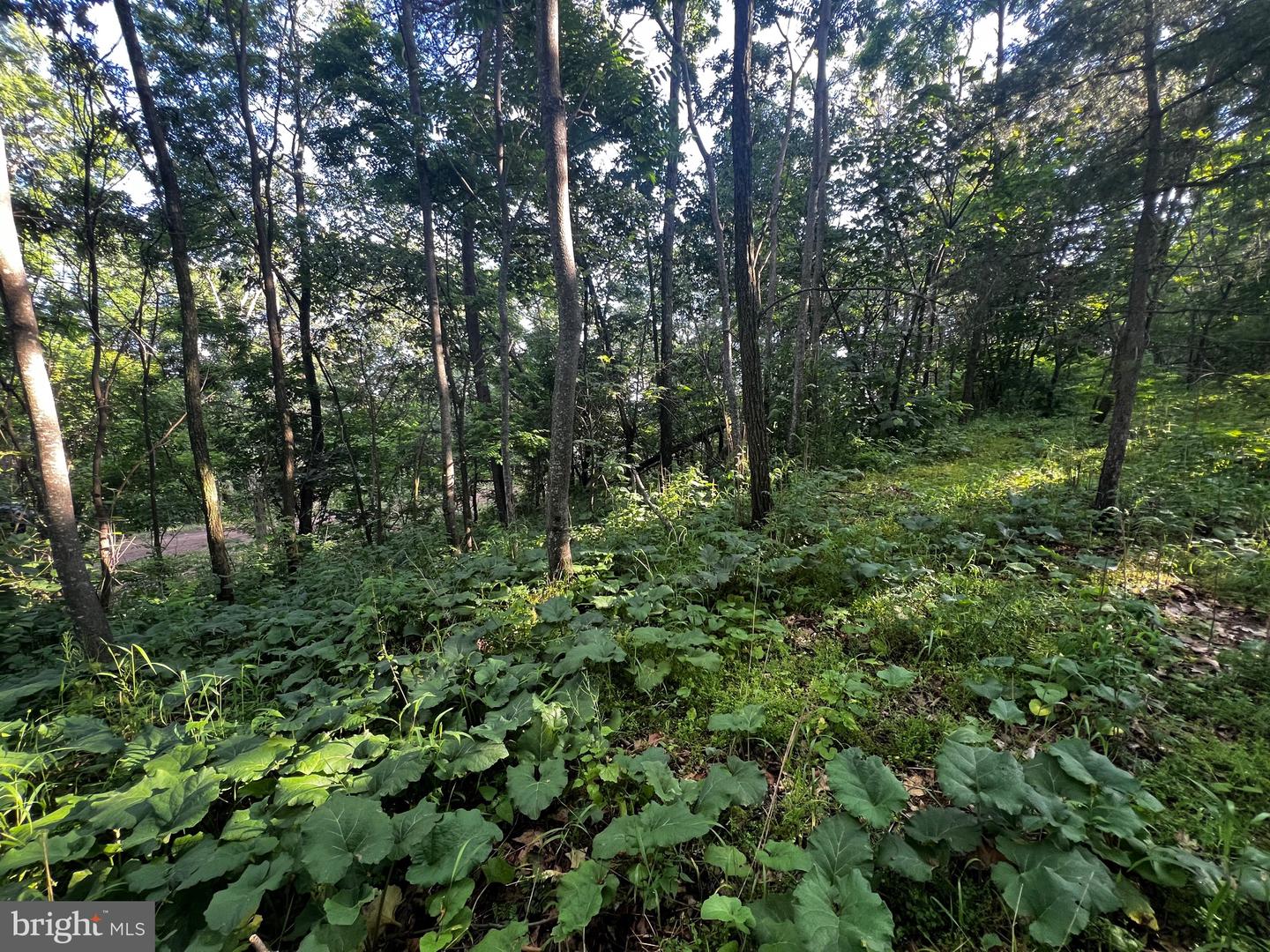 Lot 52 Grace Mountain Property Photo 4