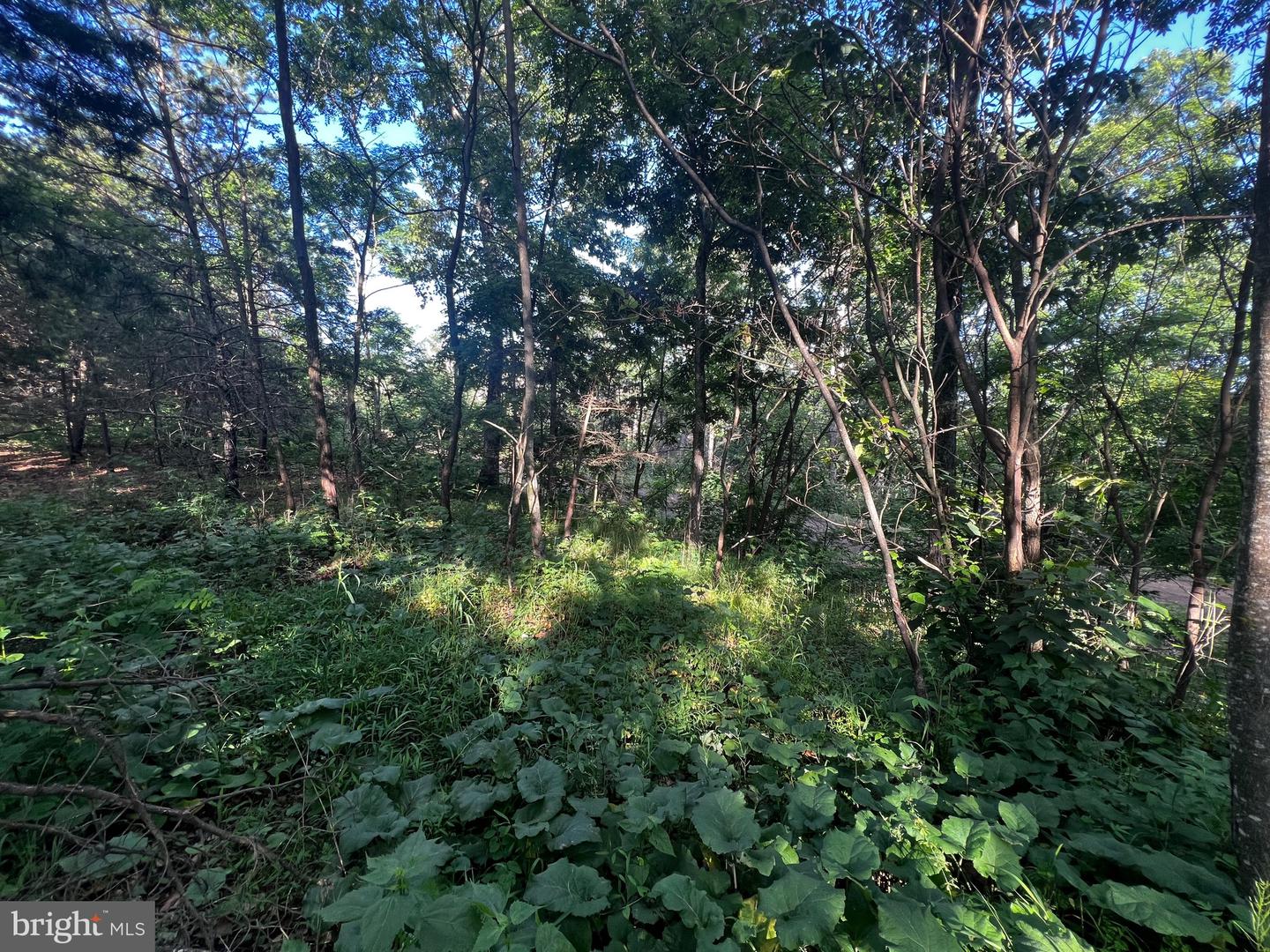 Lot 52 Grace Mountain Property Photo 8