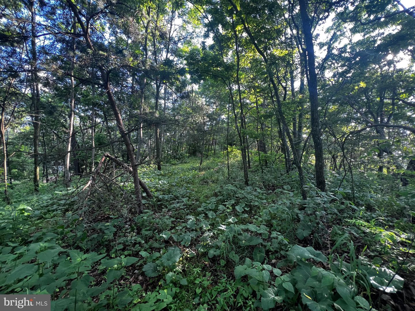 Lot 52 Grace Mountain Property Photo 19