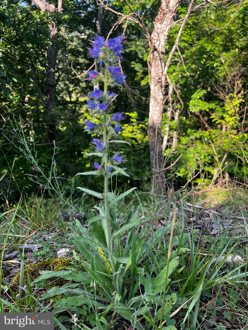 Lot 52 Grace Mountain Property Photo 29