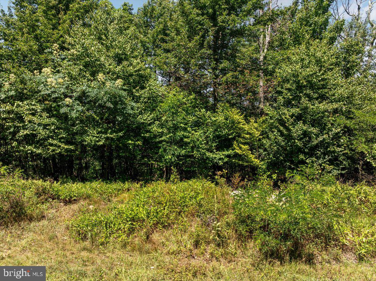 Lot 347 South Branch Mountain Property Photo 3