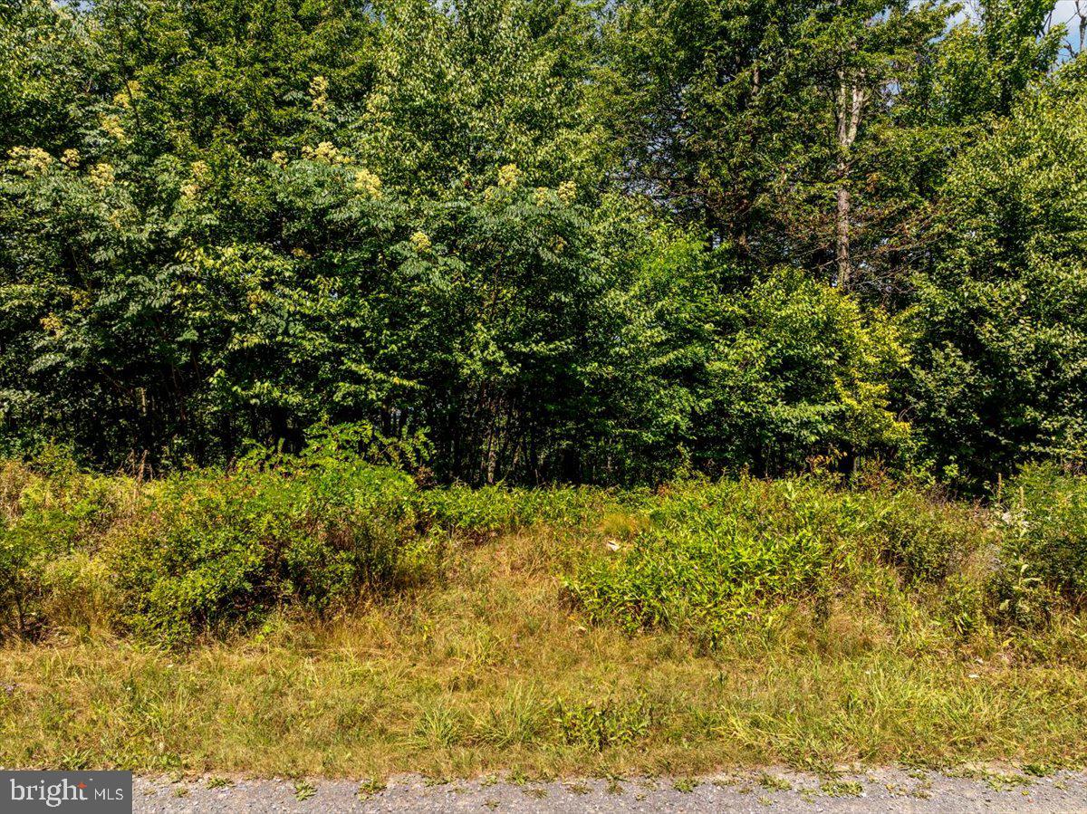 Lot 347 South Branch Mountain Property Photo 13