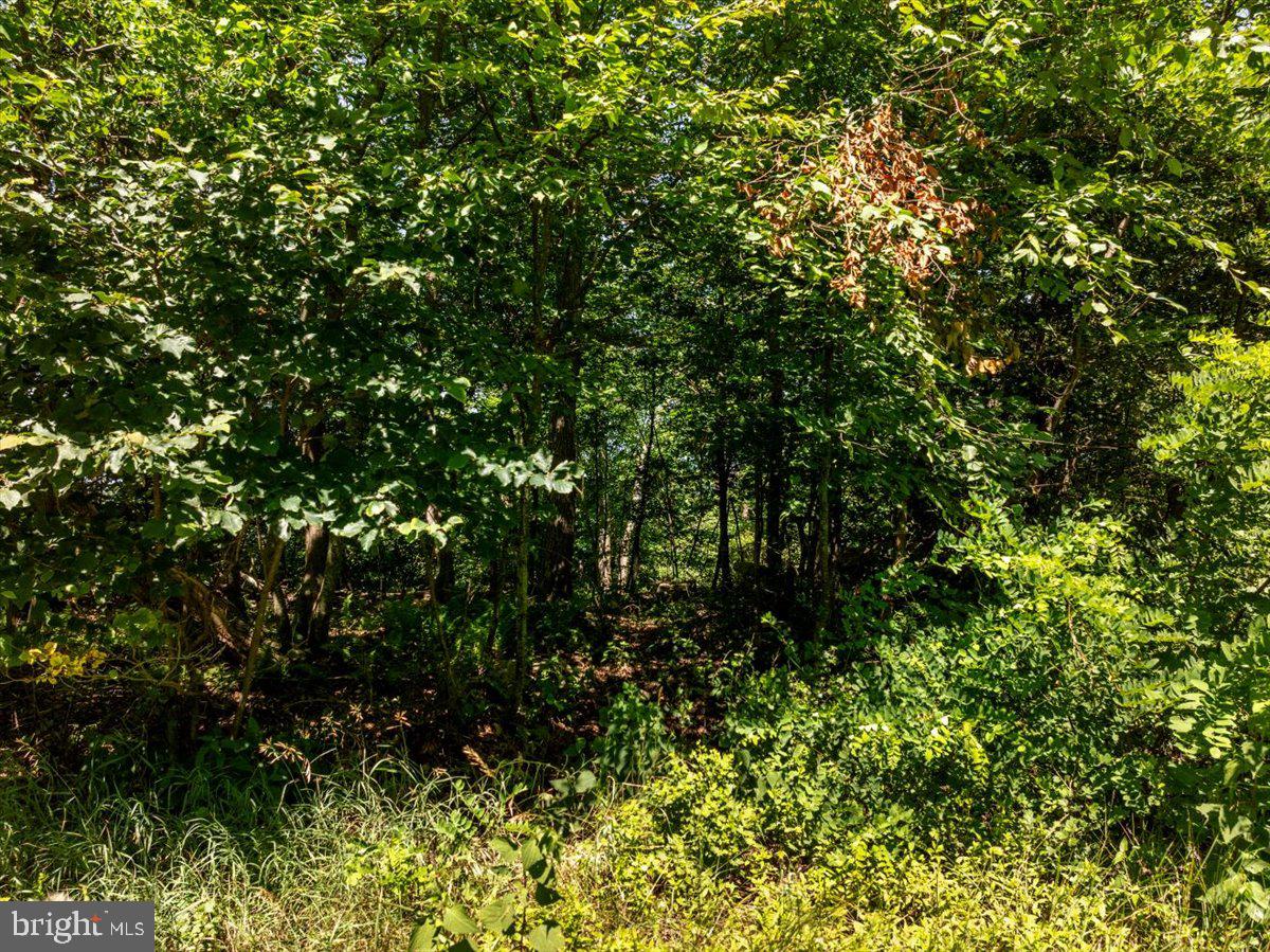 Lot 347 South Branch Mountain Property Photo 14