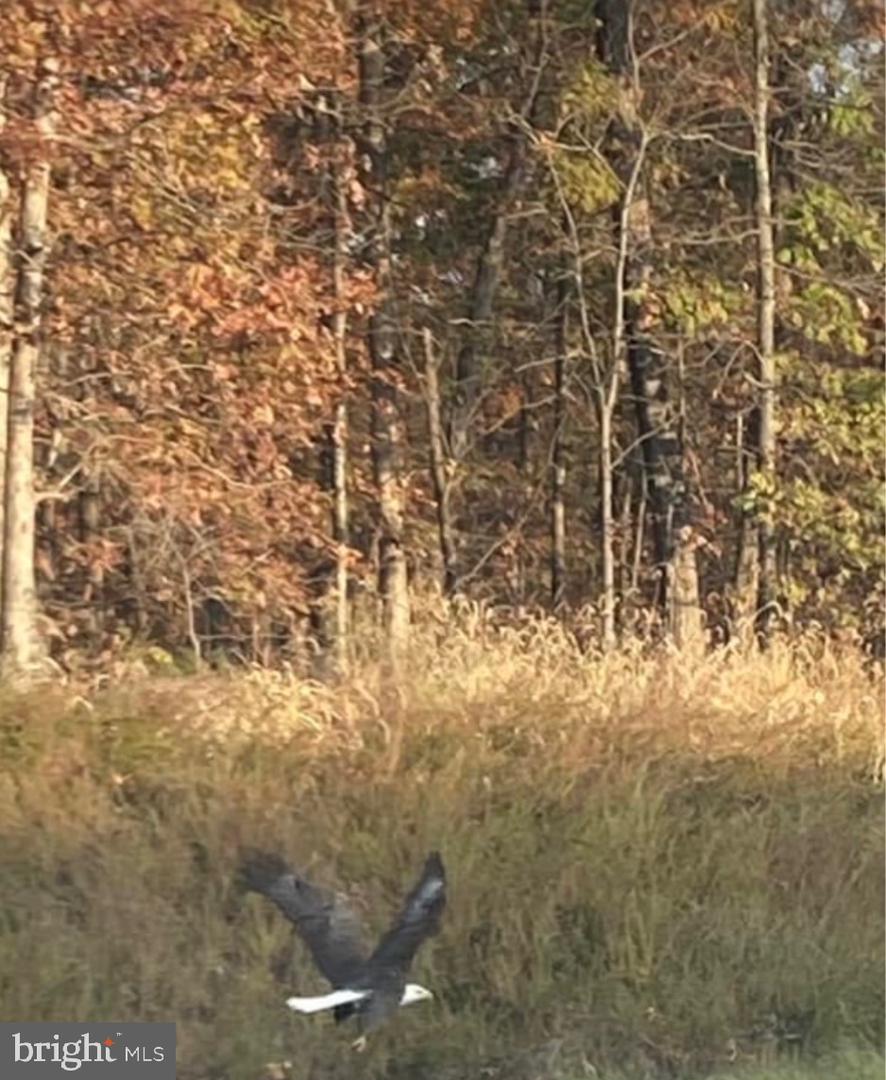 Lot 347 South Branch Mountain Property Photo 27
