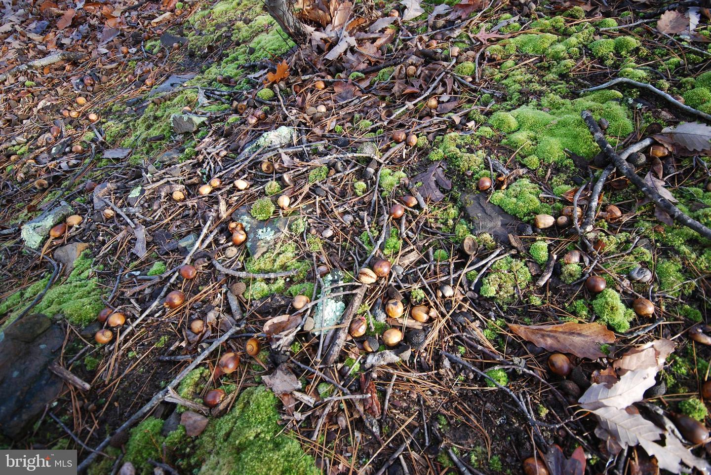 Lot 70 & 71 Mill Mountain Rd Property Photo 22