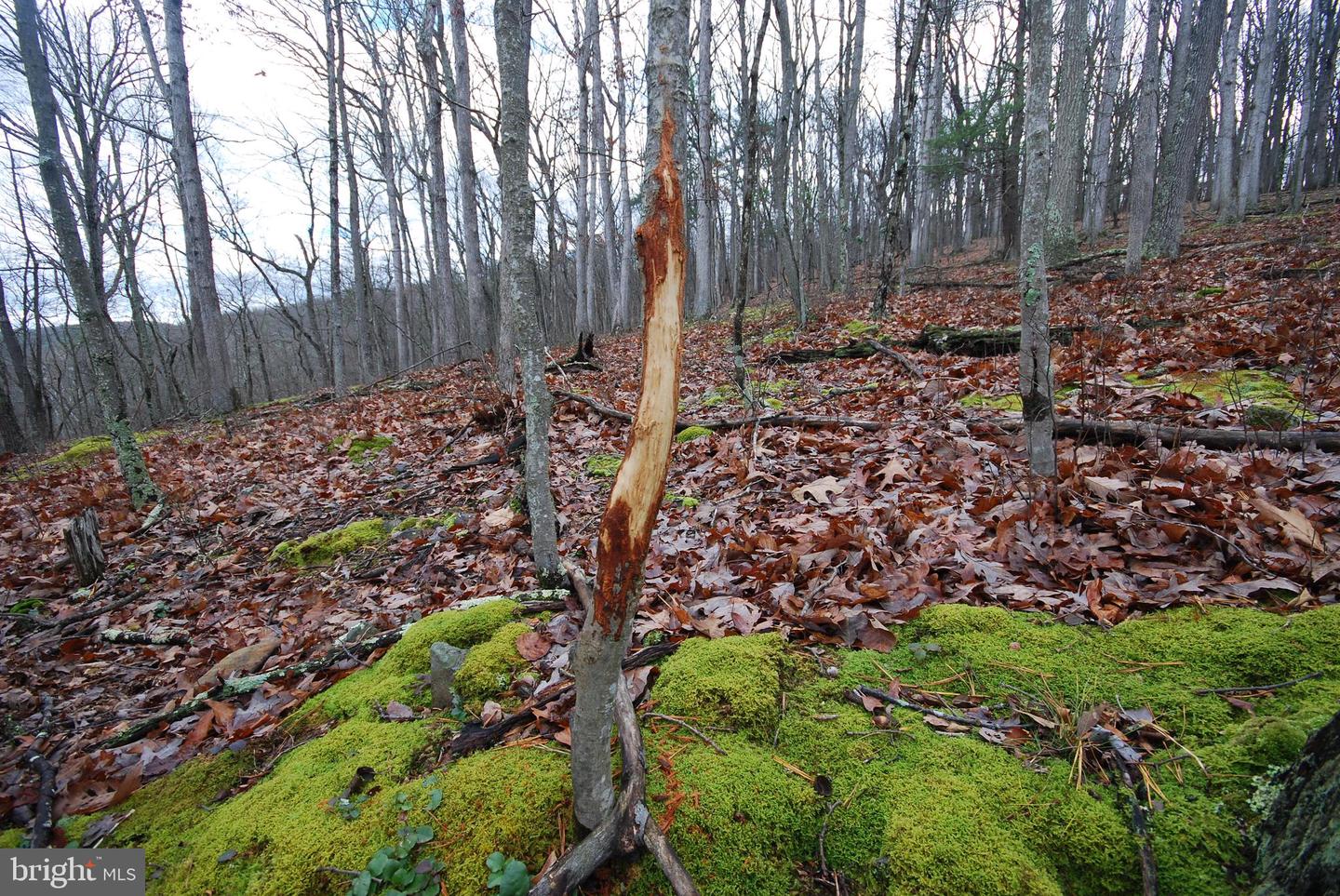 Lot 70 & 71 Mill Mountain Rd Property Photo 41