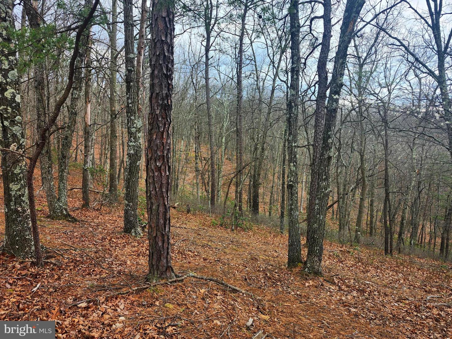 4.73 Ac Brown Cardinal Ridge Property Photo 7