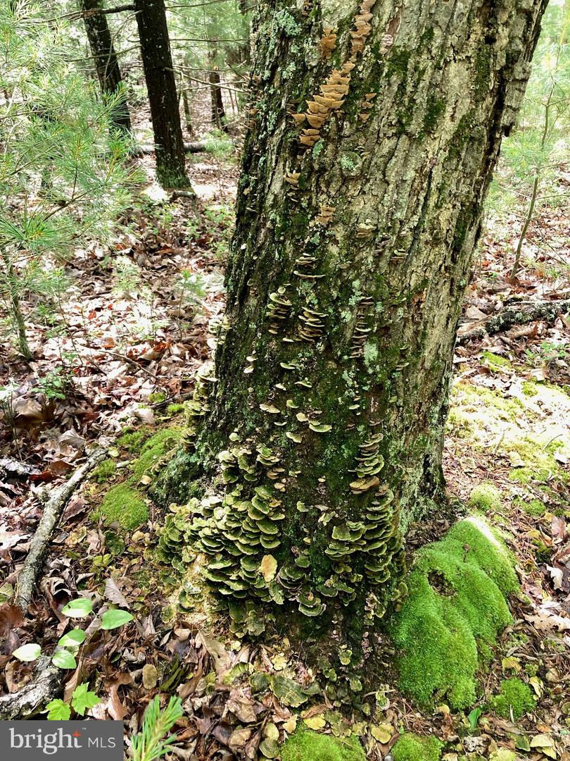 L7 Quaker Woods Ln Property Photo 12