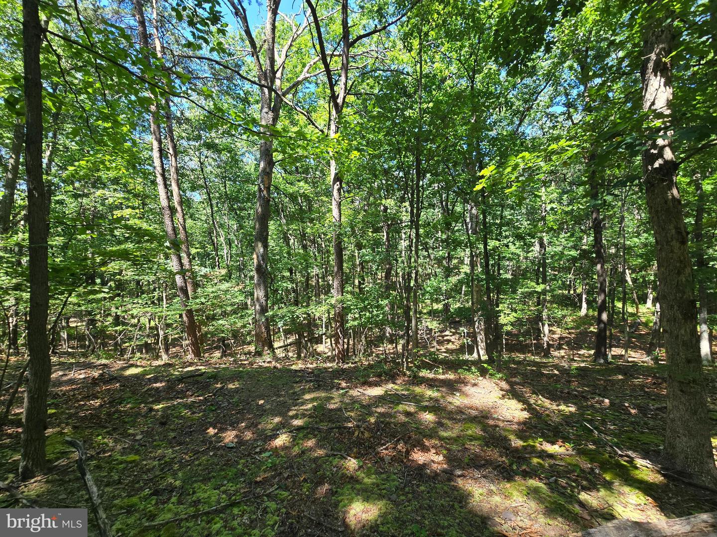 186 Big Oak Dr Property Photo 8