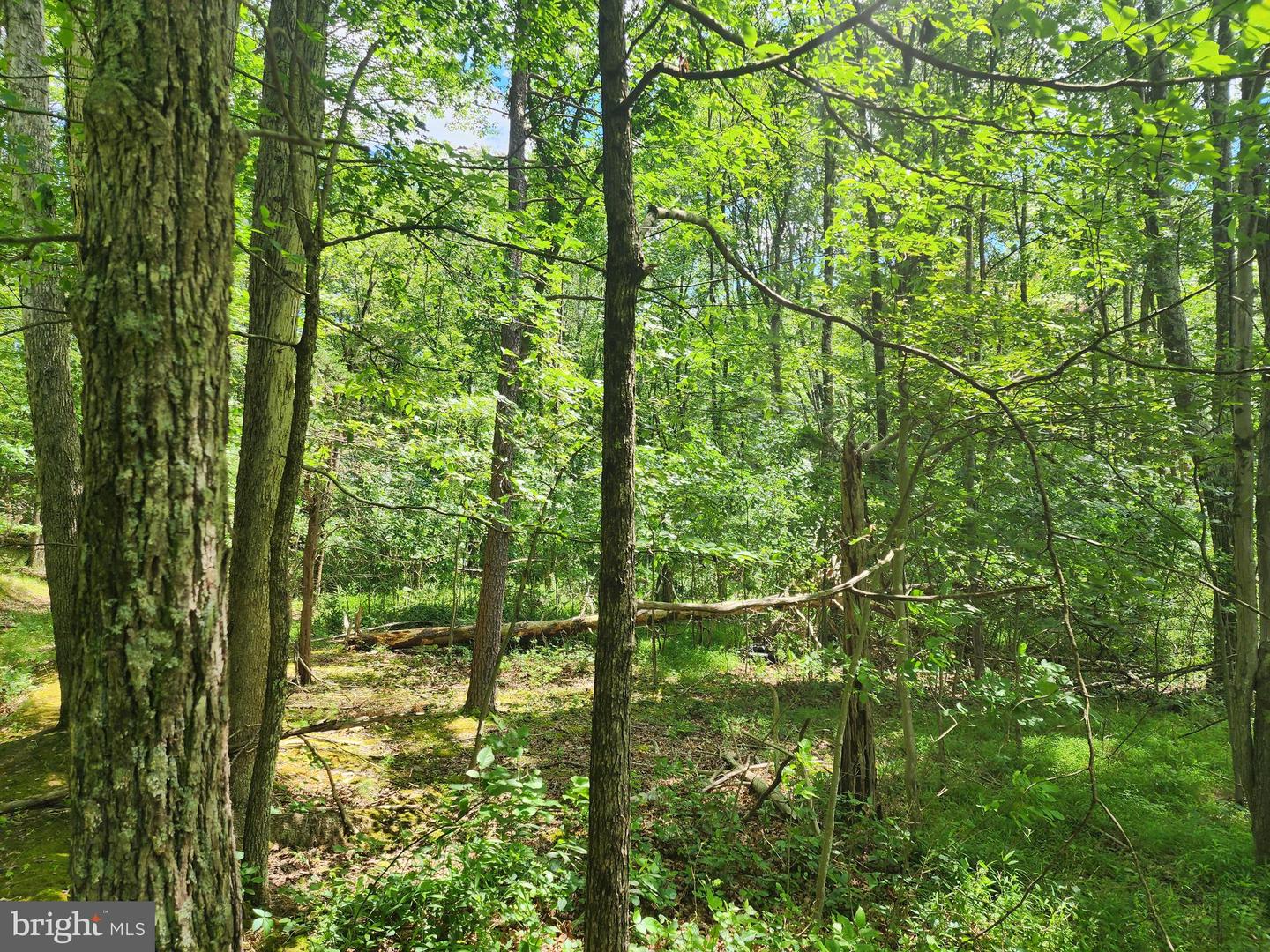 Lot 1 Nathaniel Mountain Heights Property Photo 3