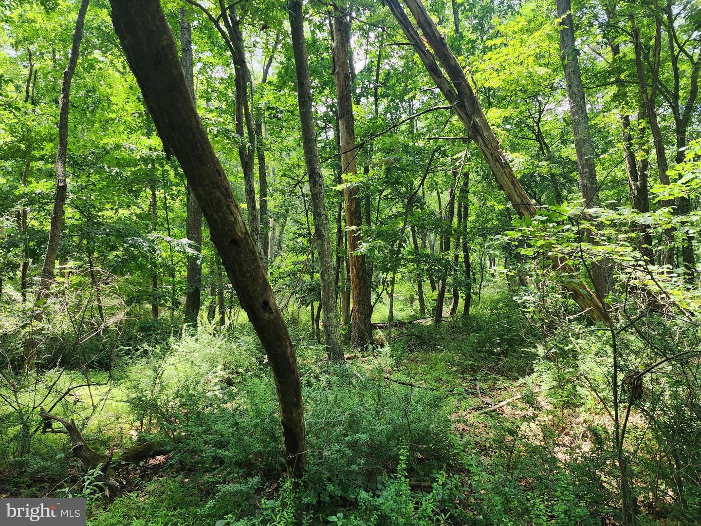 Lot 1 Nathaniel Mountain Heights Property Photo 7