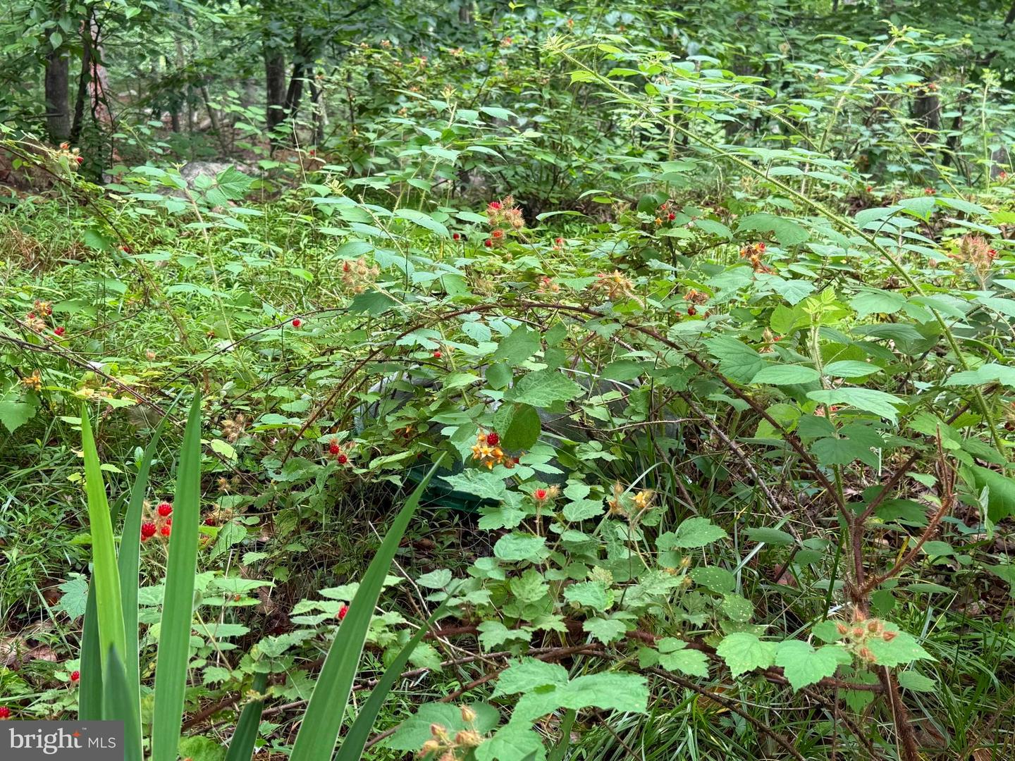 Tr D-15 Deer Path Rd Property Photo 4