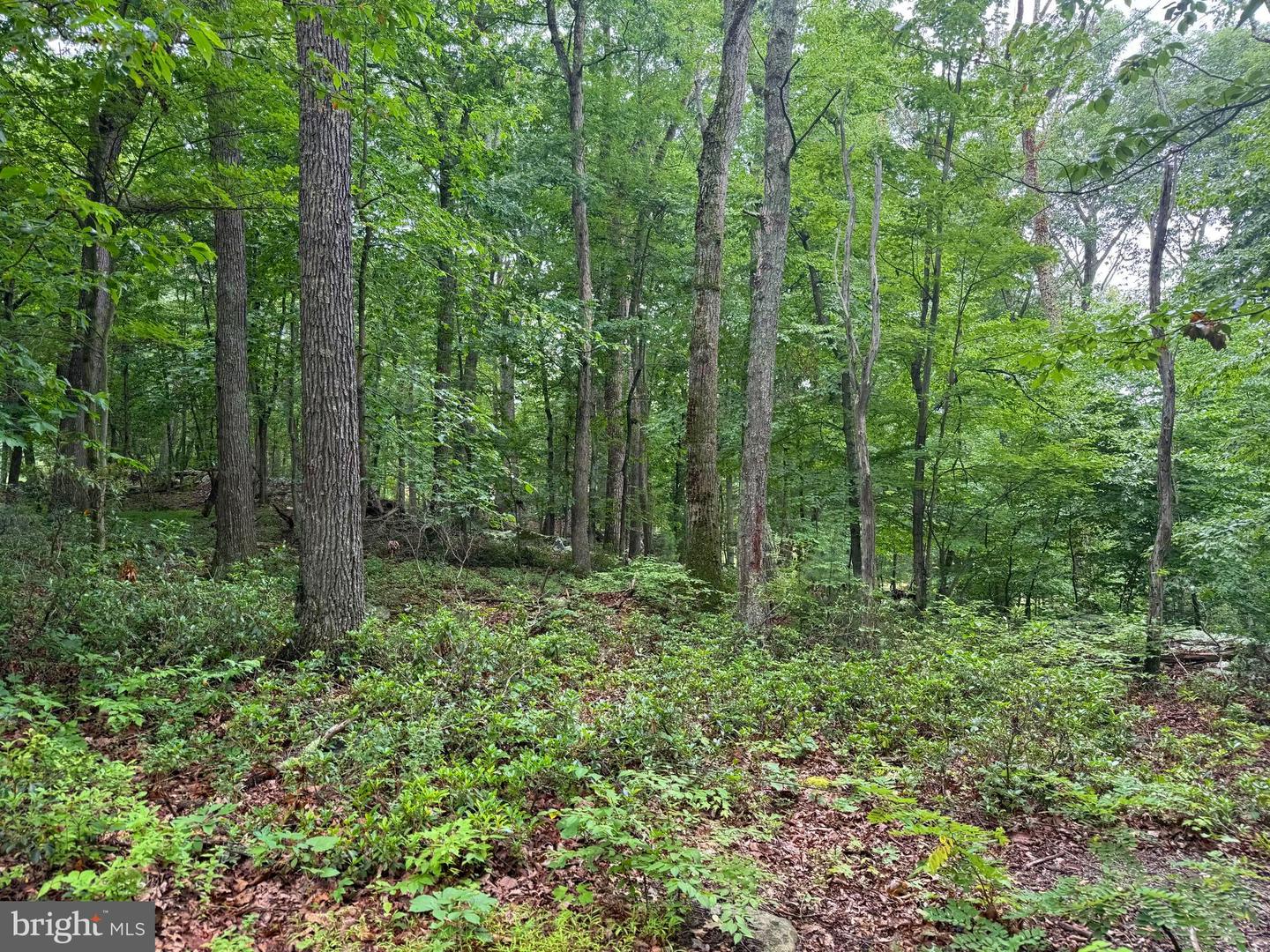 Tr D-15 Deer Path Rd Property Photo 11