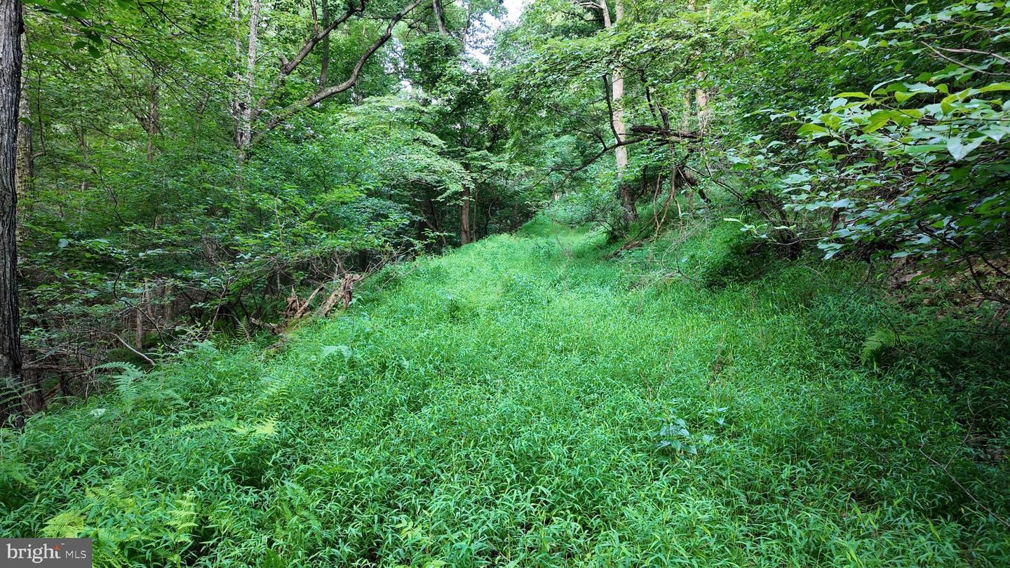 Lot 203 Graces Cabin Rd Property Photo 19