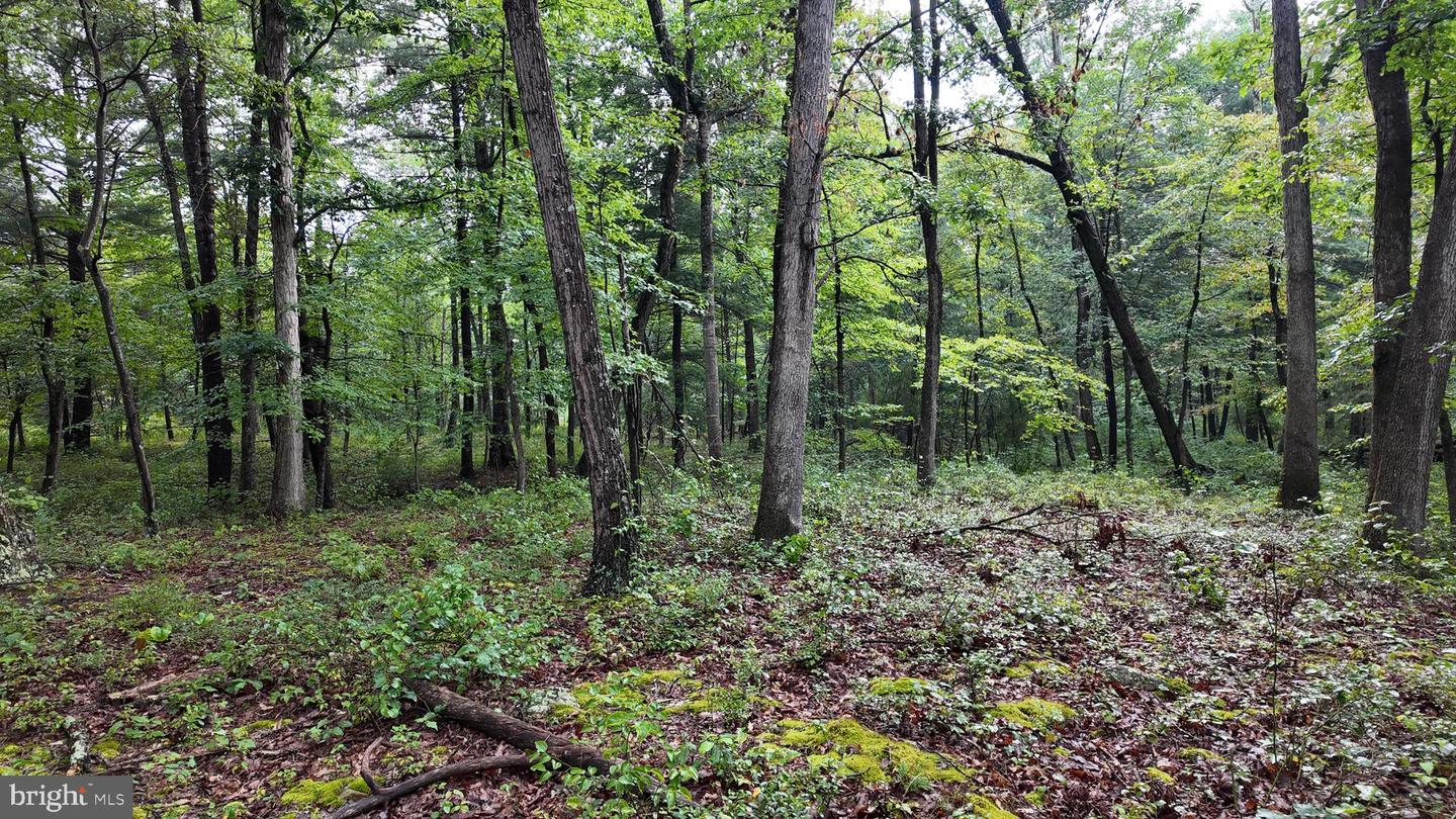 1895 Becks Gap Rd Property Photo 66