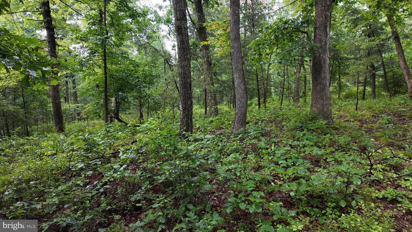 1895 Becks Gap Rd Property Photo 69