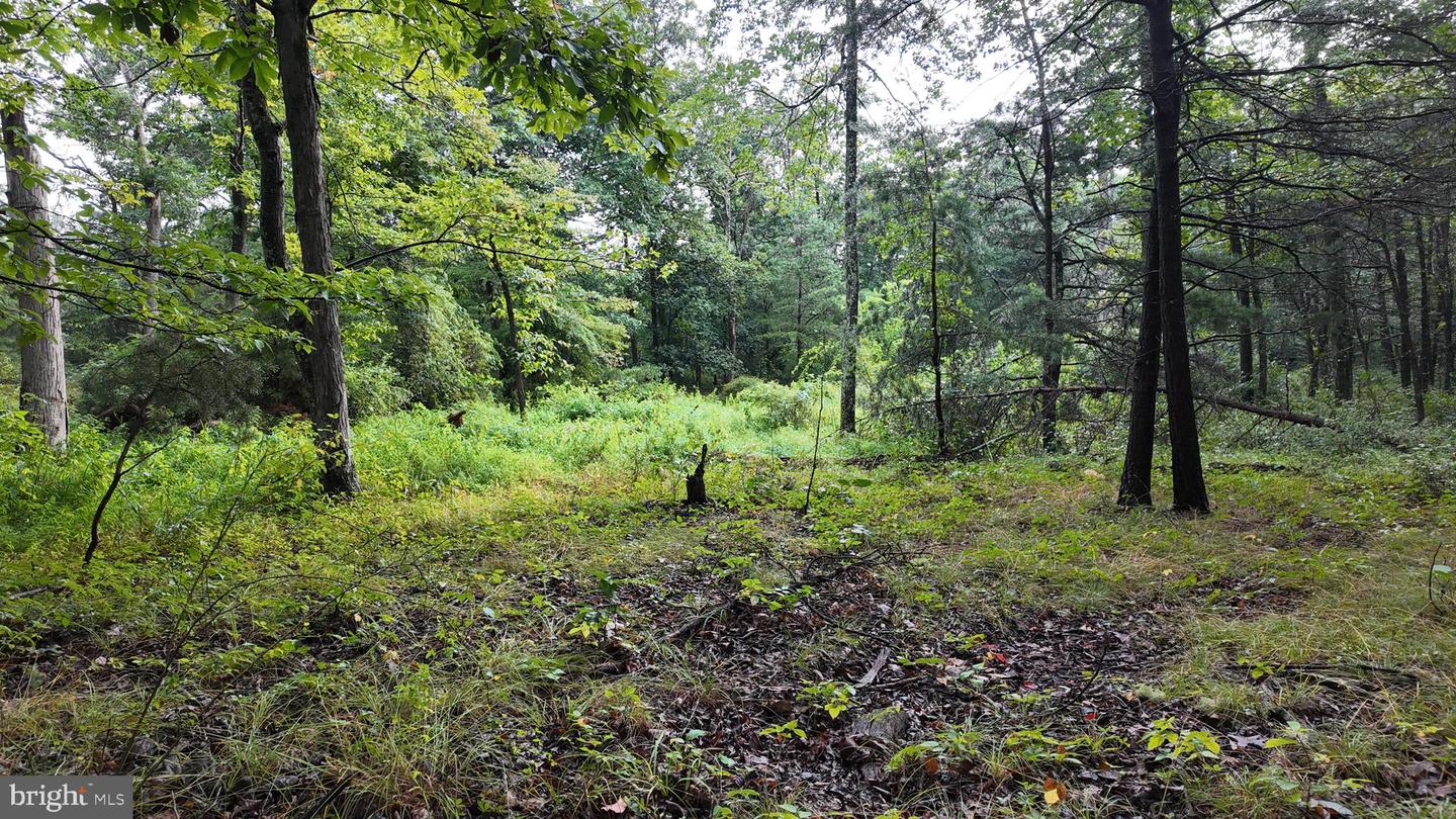 1895 Becks Gap Rd Property Photo 72