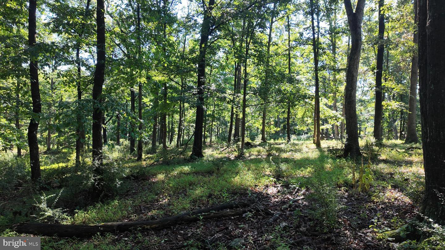 1895 Becks Gap Rd Property Photo 94