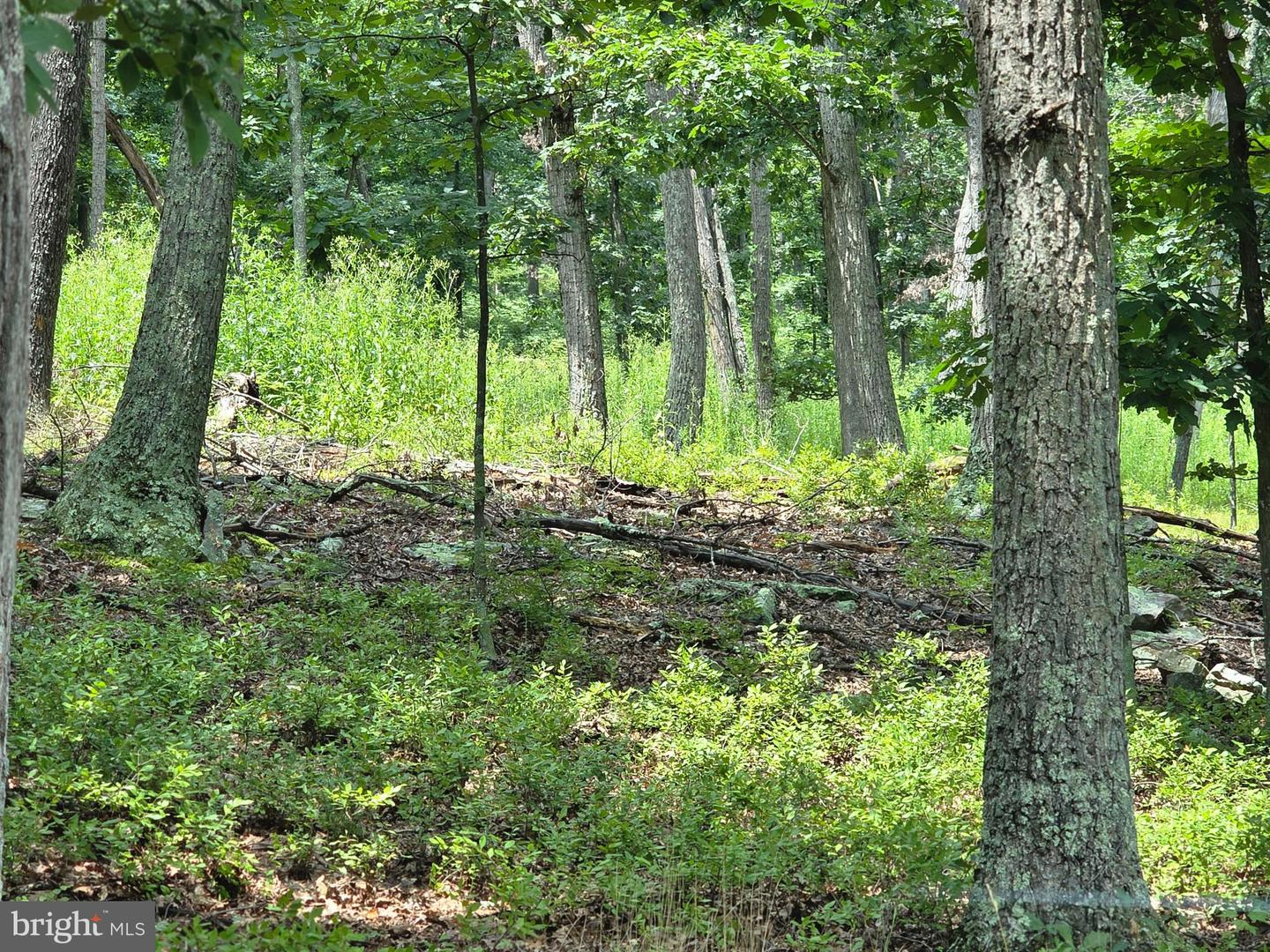Lots 6 & 7 Pioneer Ln Property Photo 4