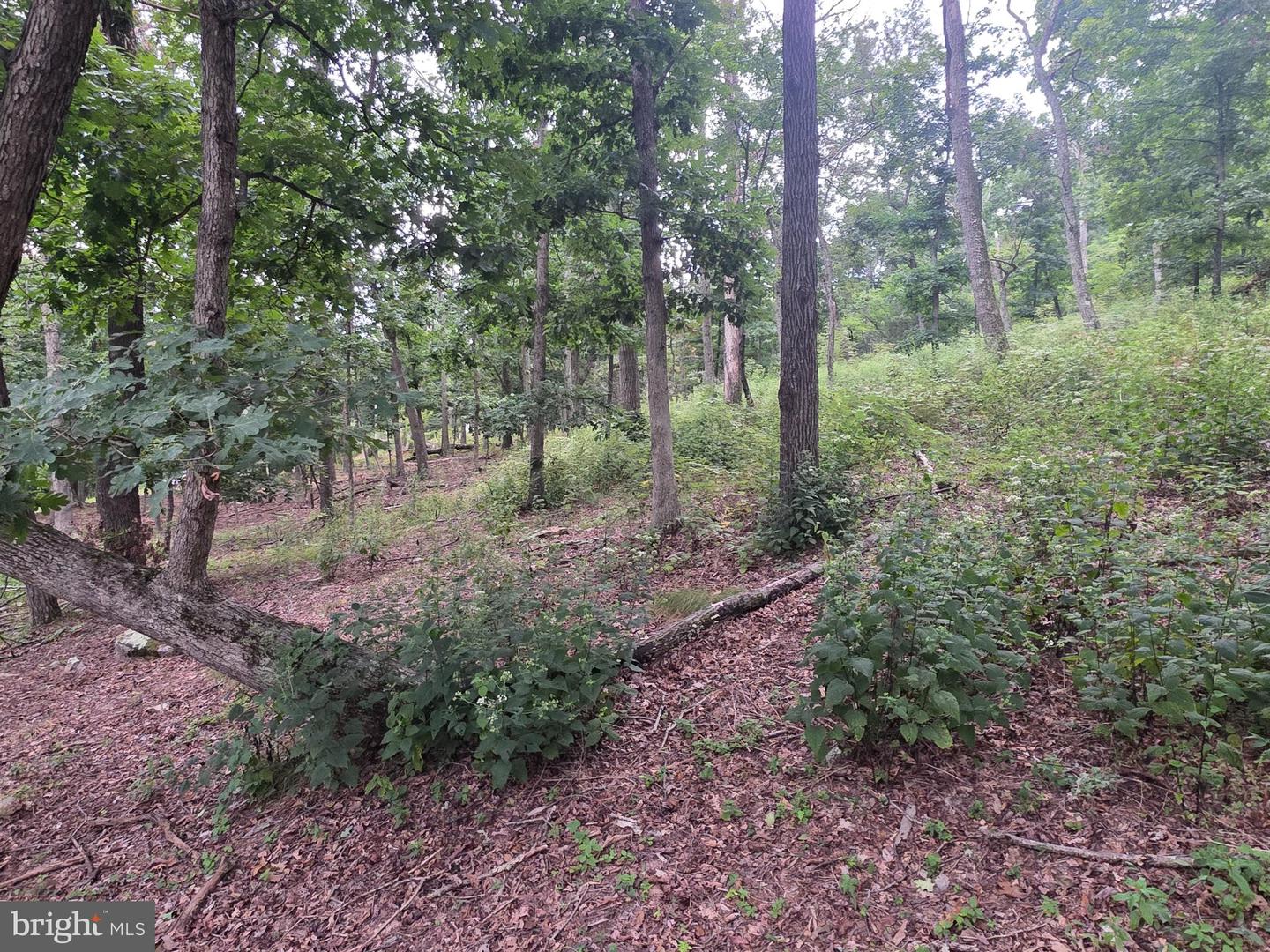 Lots 6 & 7 Pioneer Ln Property Photo 15