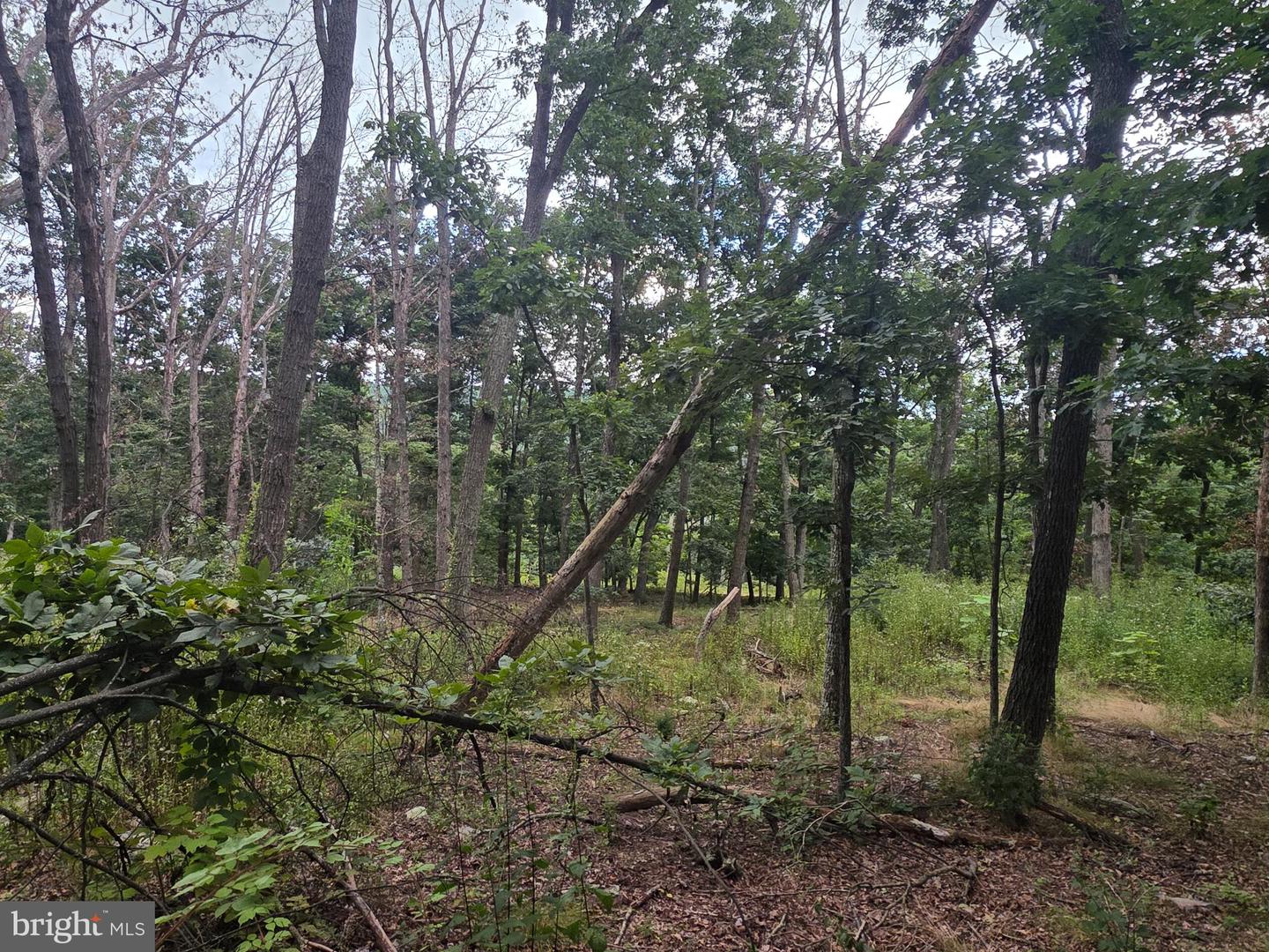Lots 6 & 7 Pioneer Ln Property Photo 16