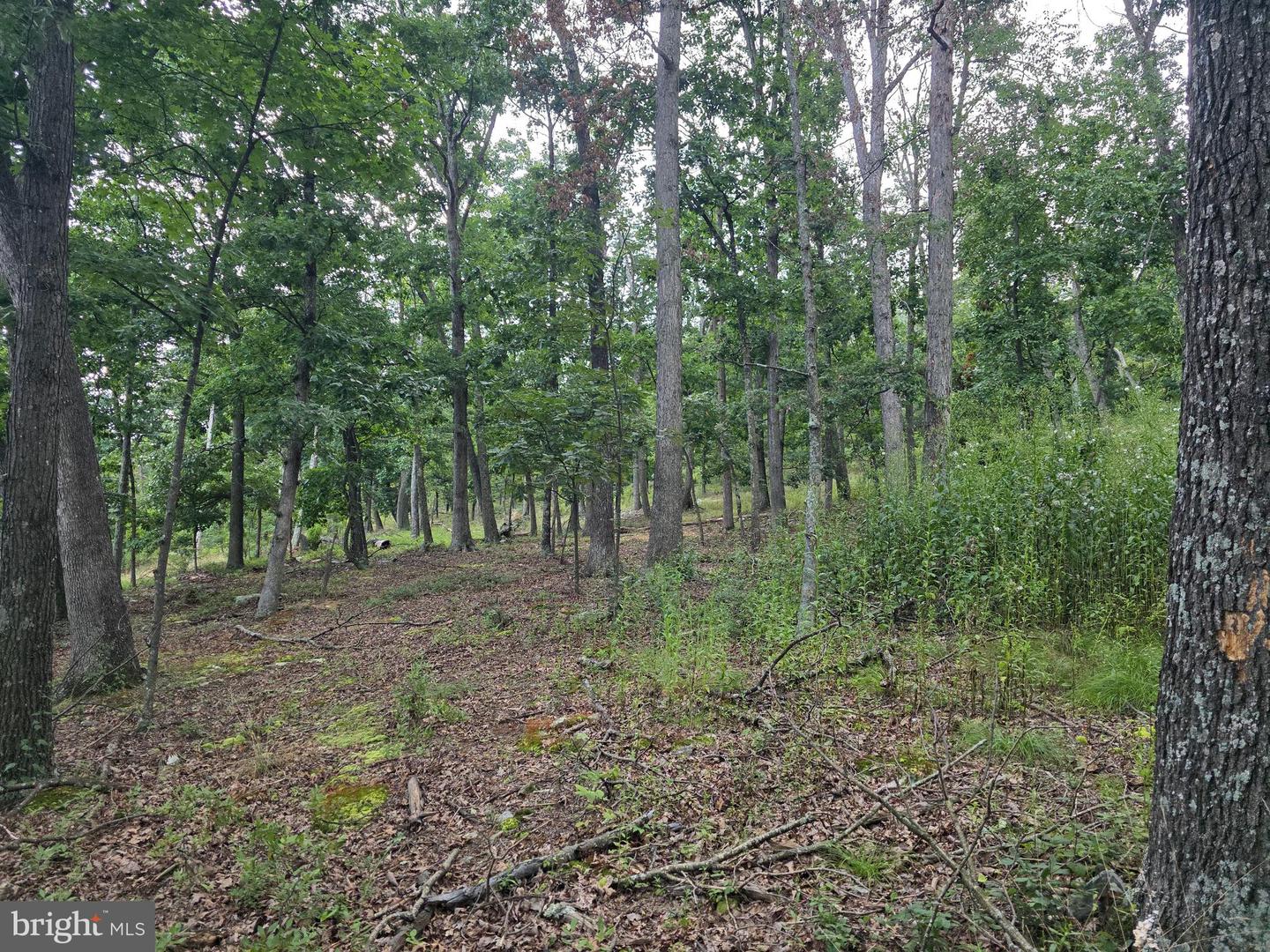 Lots 6 & 7 Pioneer Ln Property Photo 18