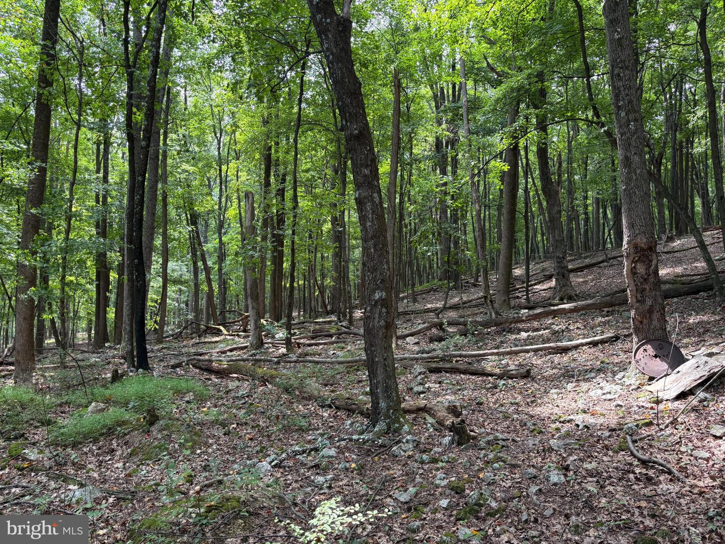 19.36 Ac Penneroil Rd Property Photo 8
