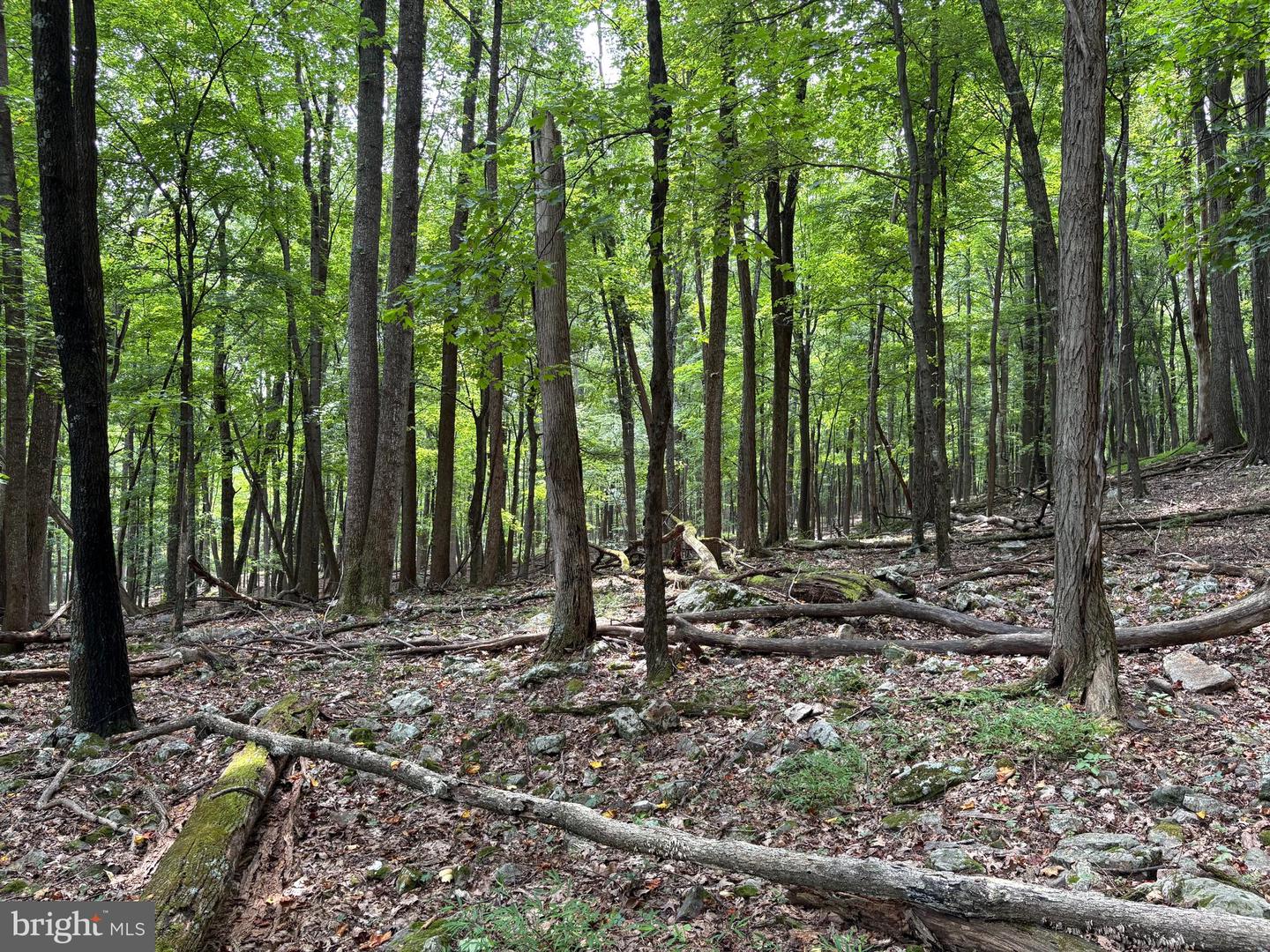 19.36 Ac Penneroil Rd Property Photo 9