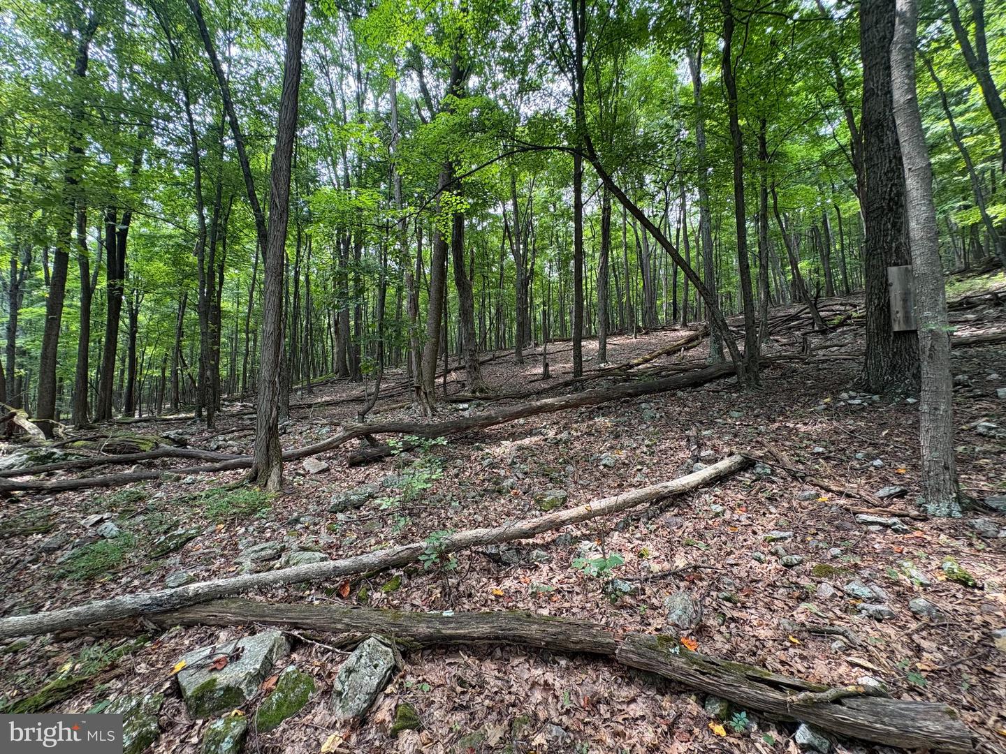 19.36 Ac Penneroil Rd Property Photo 10