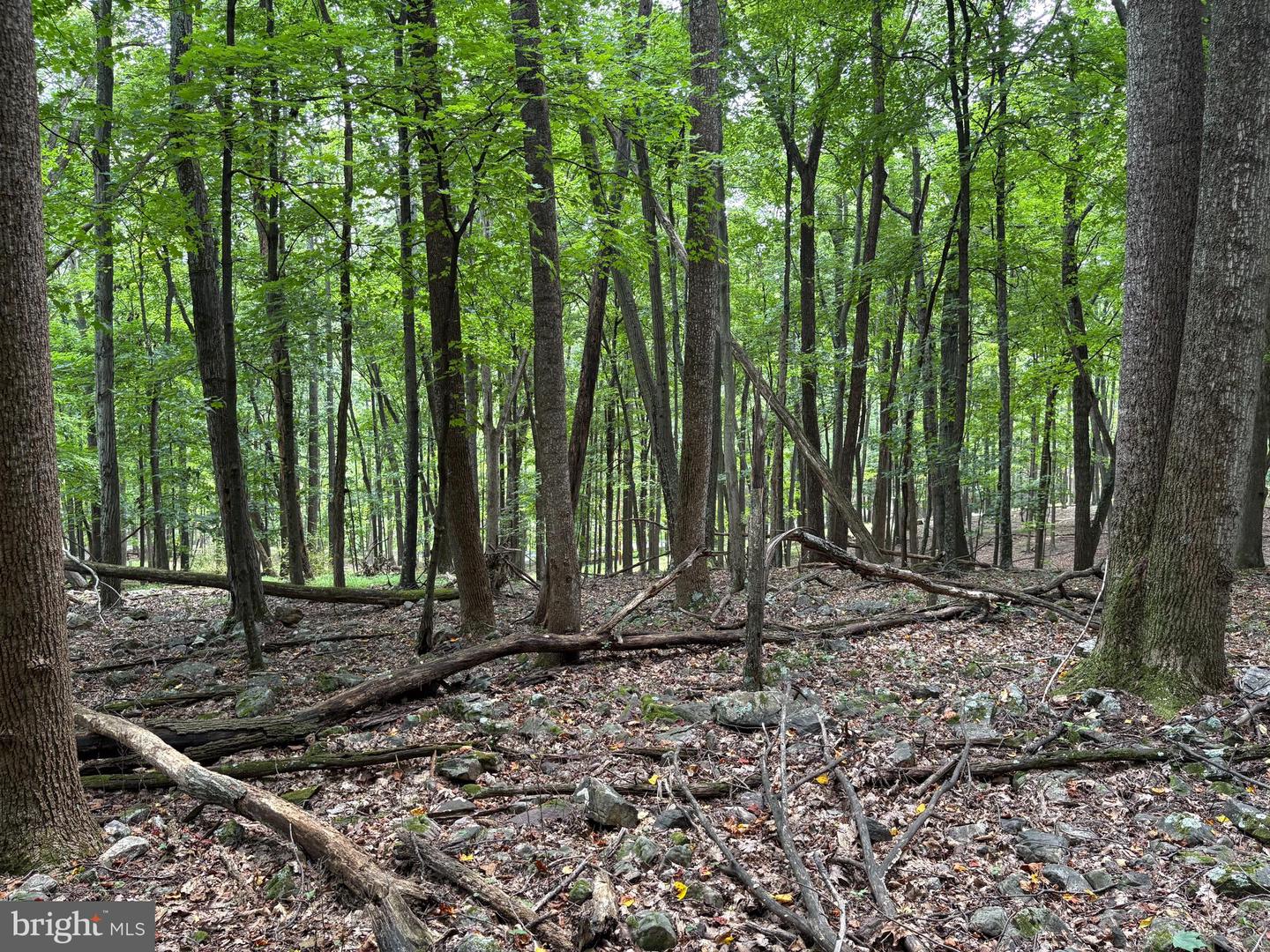 19.36 Ac Penneroil Rd Property Photo 13